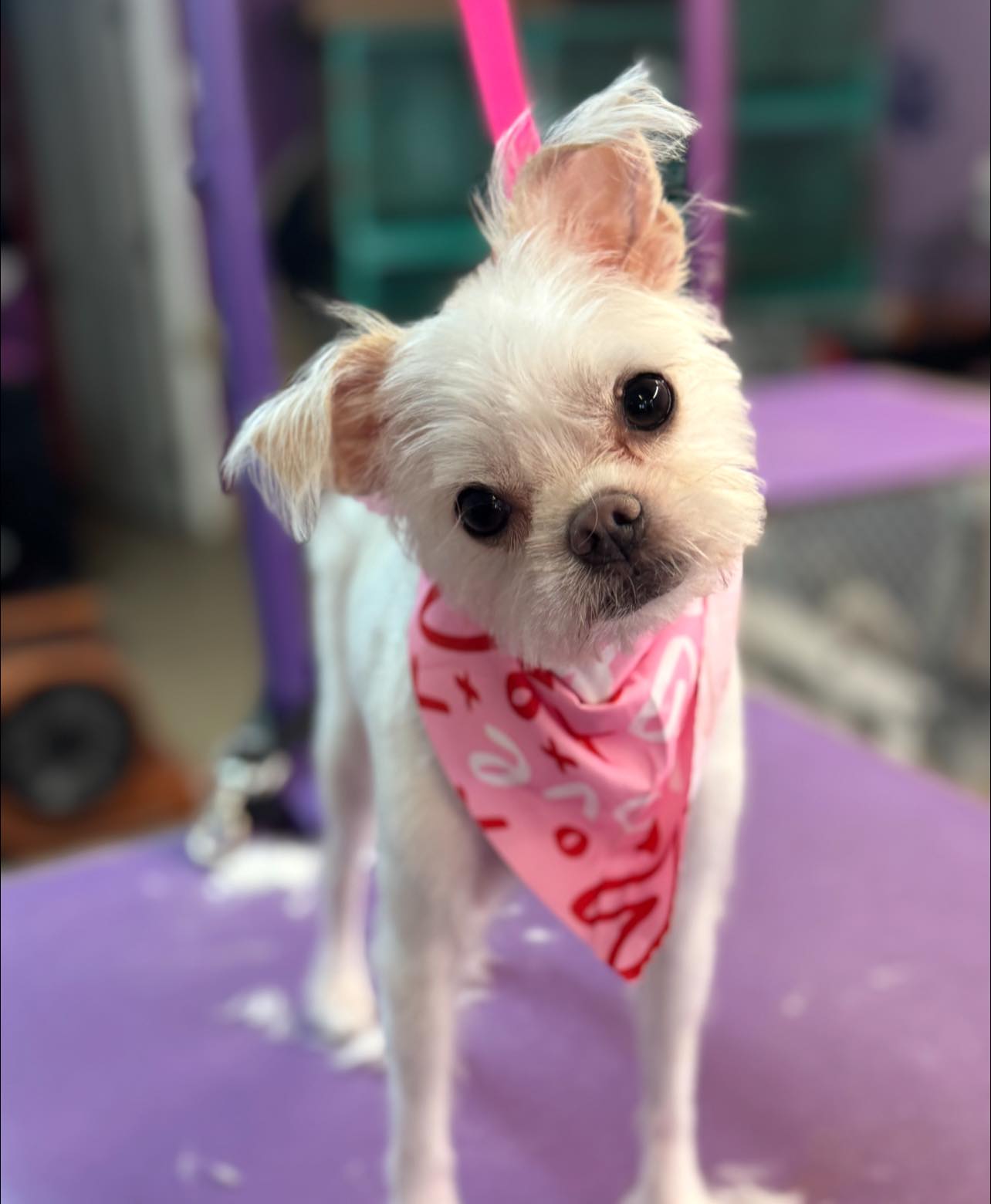 Passion Fur Pets Grooming West Warwick