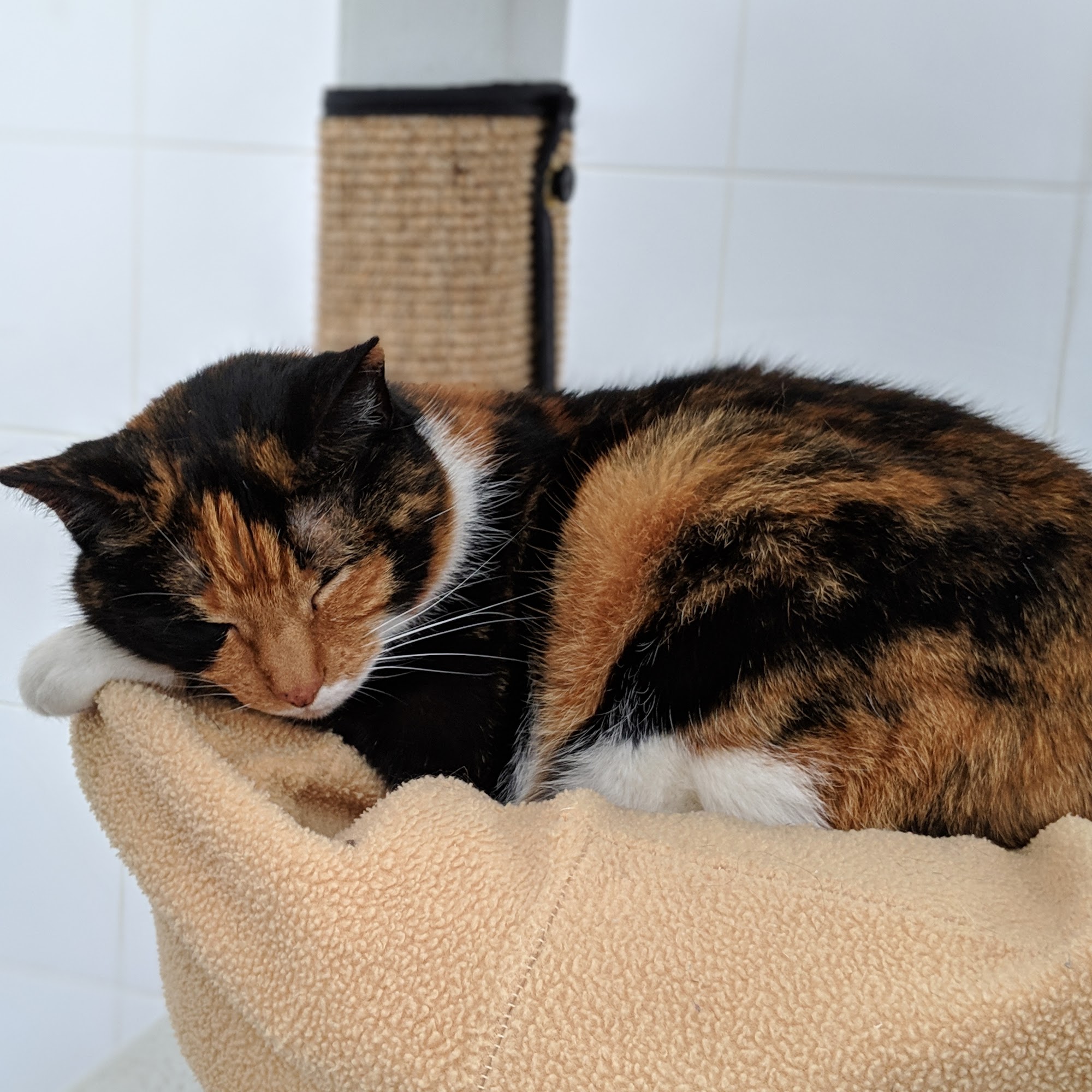 Stand Up For Animals Westerly