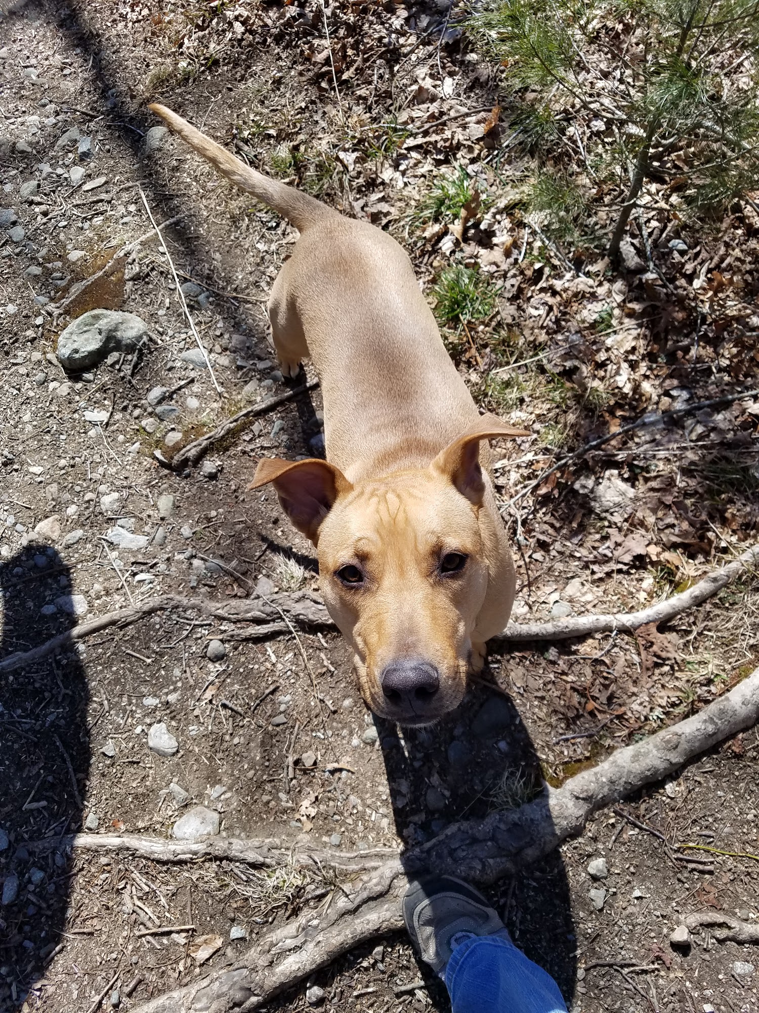 Westerly Animal Shelter Westerly