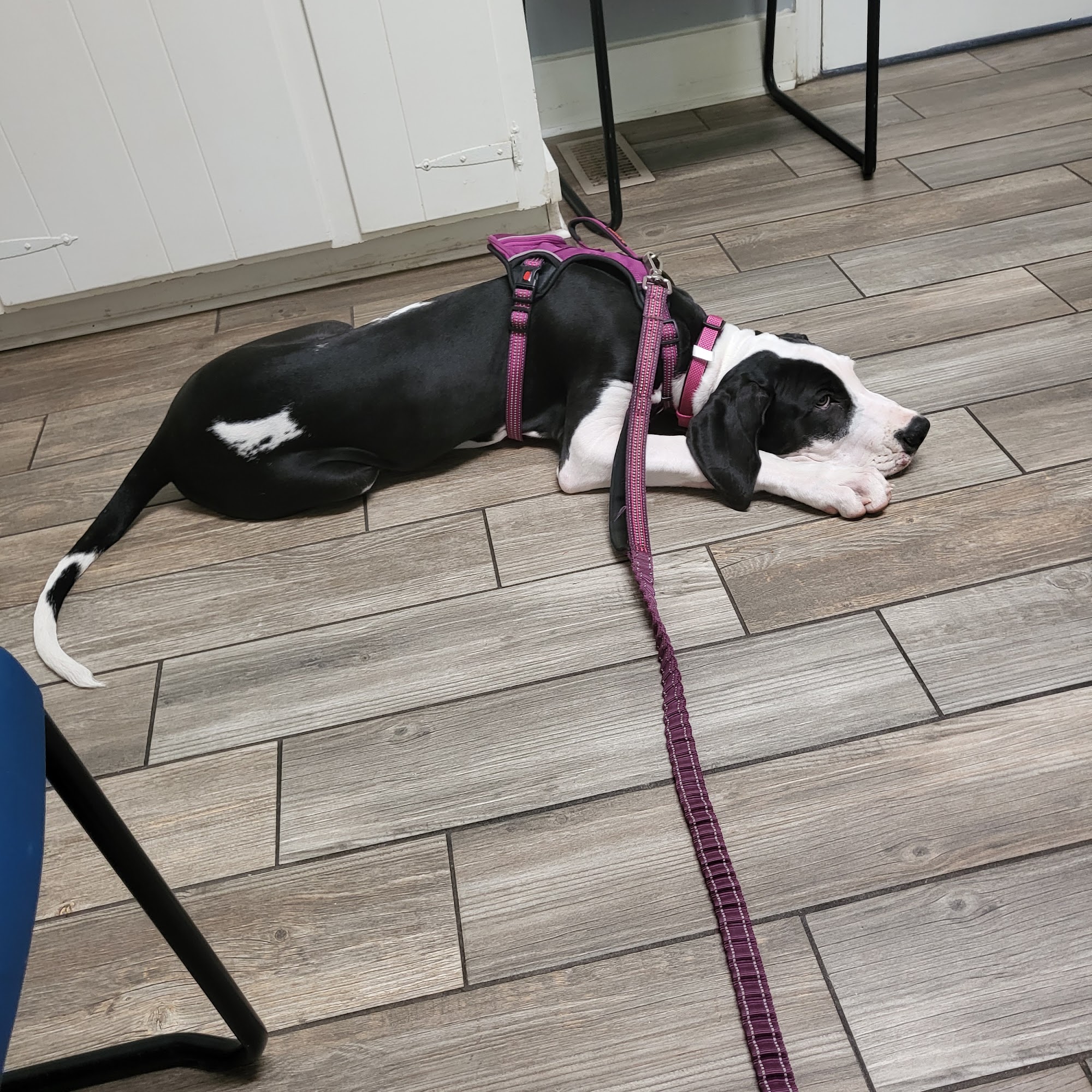 Silver Bluff Animal Hospital Aiken