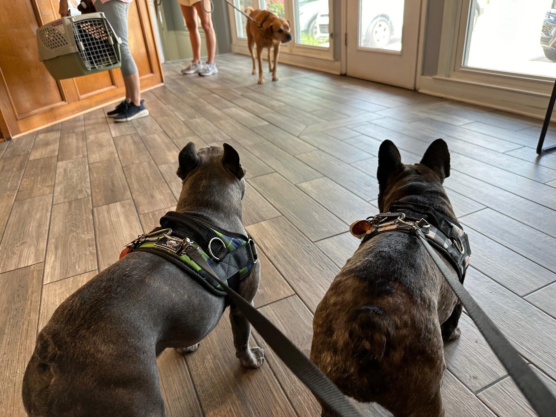 Silver Bluff Animal Hospital Aiken