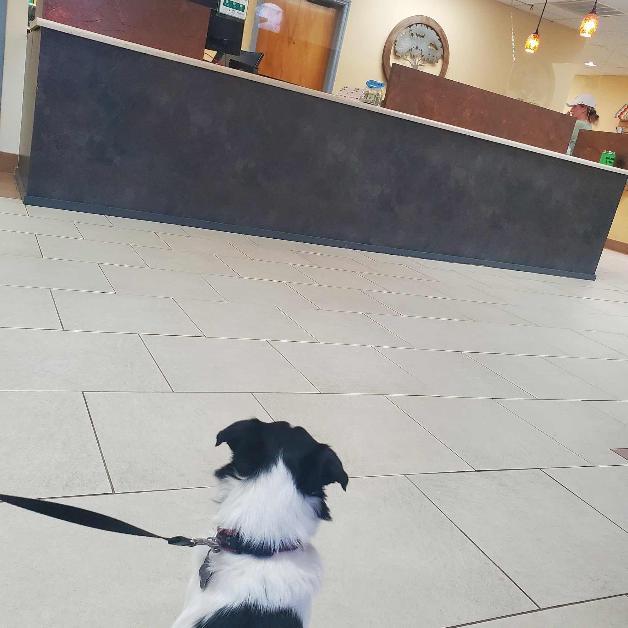 Veterinary Services of Aiken Aiken