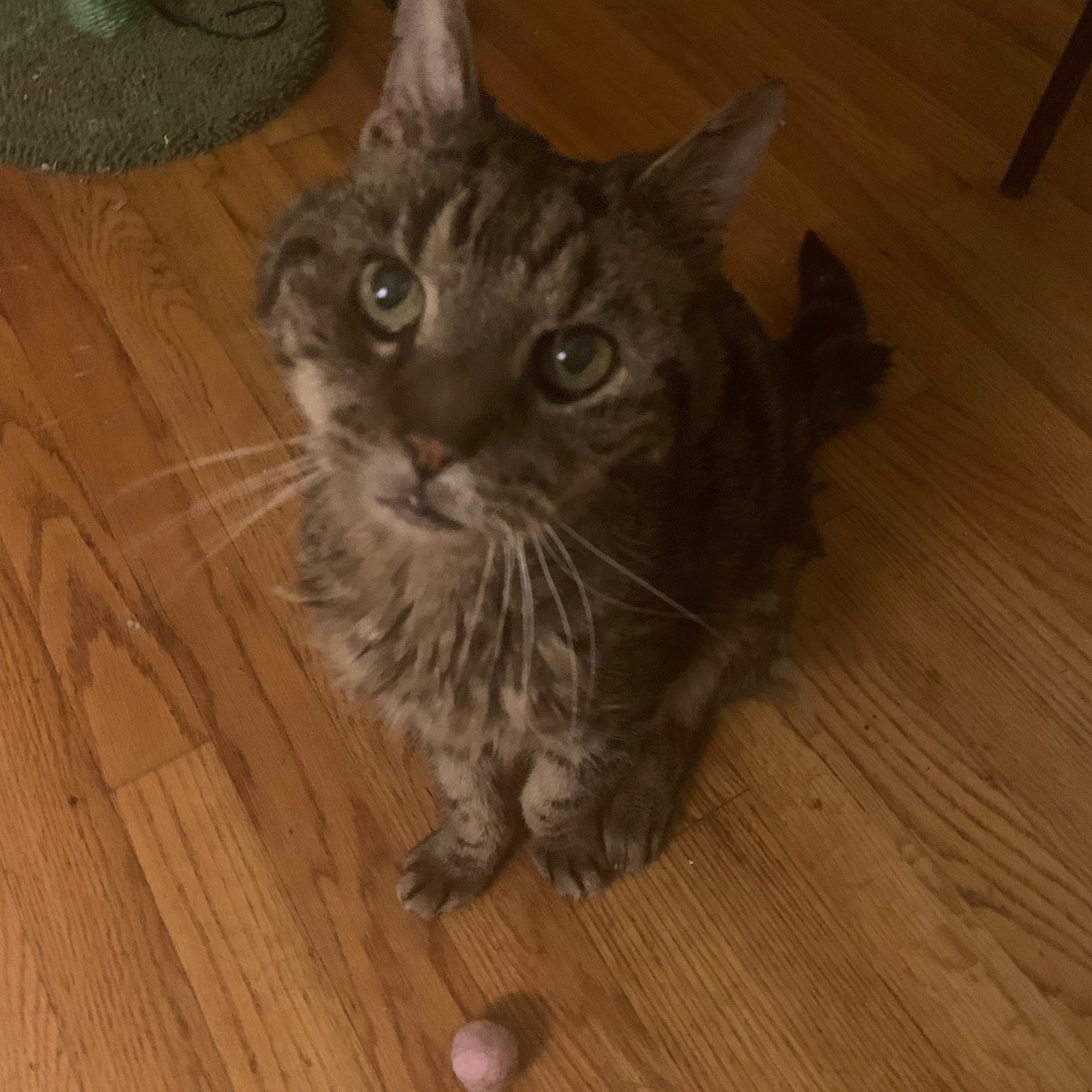 Ark Animal Hospital Aiken