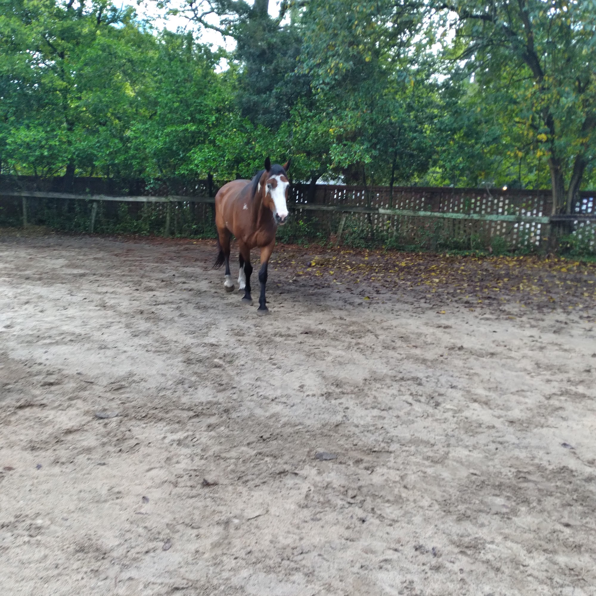 Carolina Equine Clinic Aiken