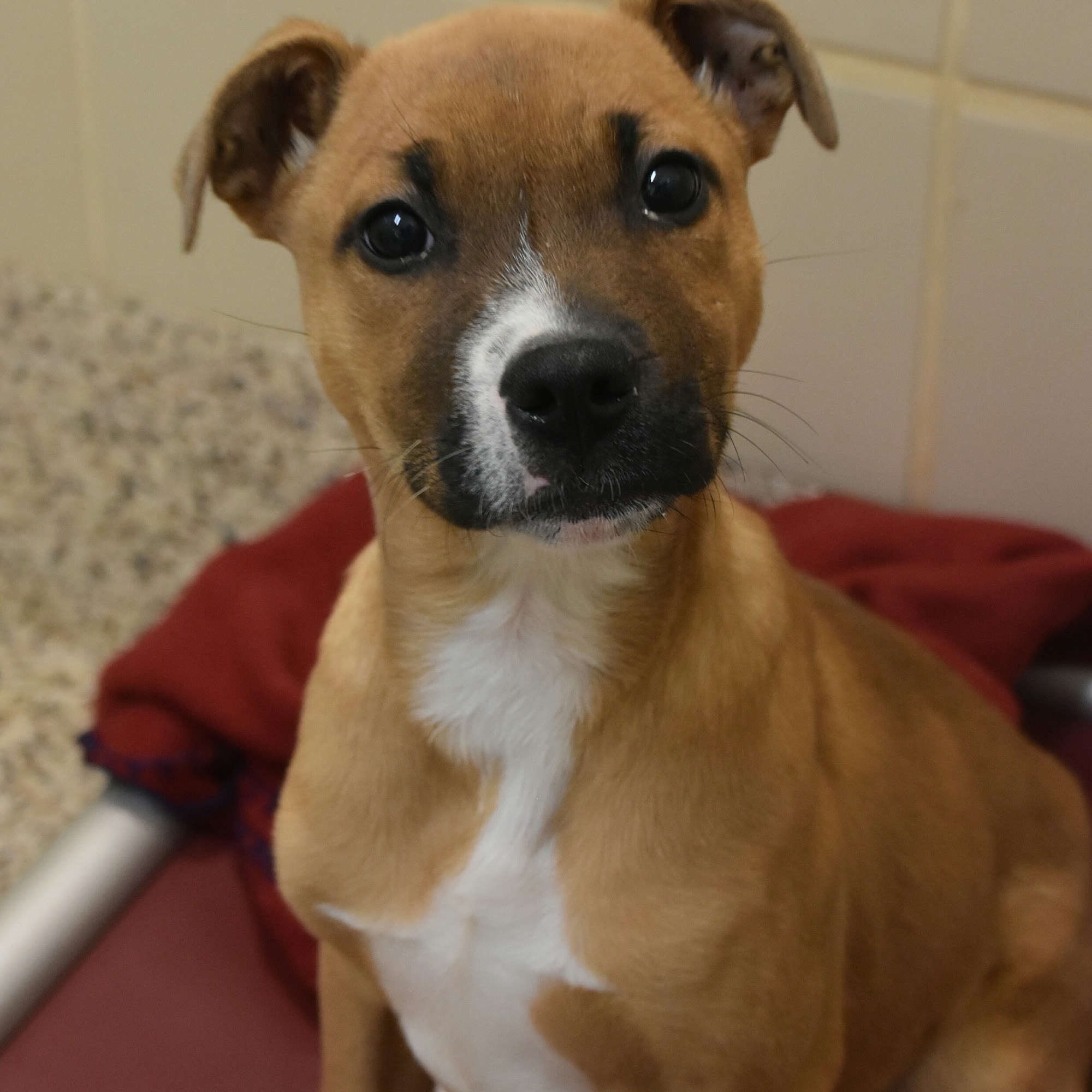 SPCA Albrecht Center for Animal Welfare Aiken