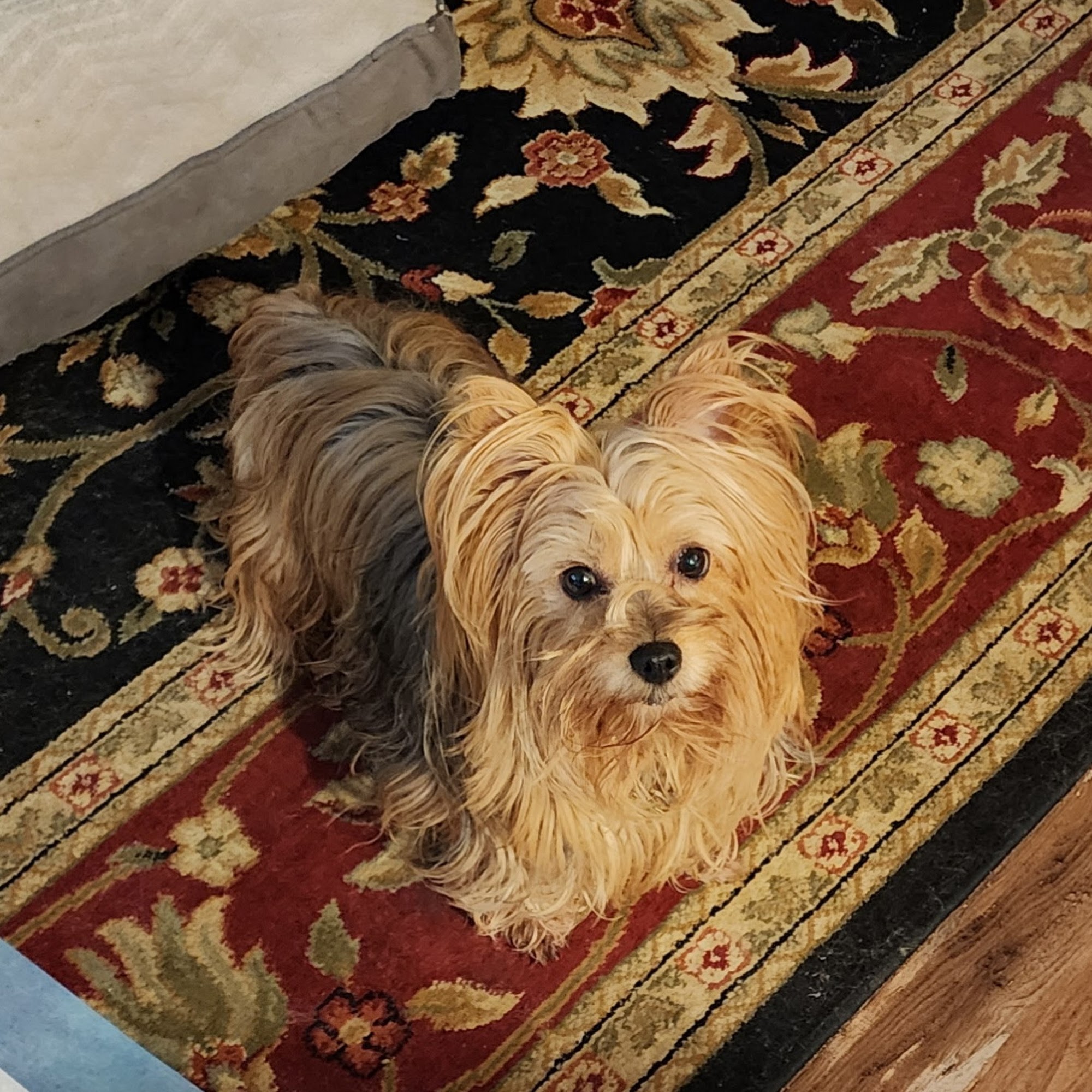 Aiken Animal Hospital Aiken