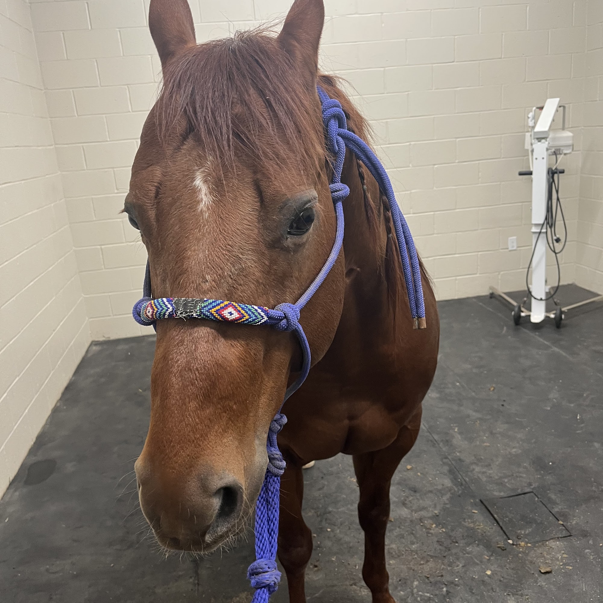 Southern Equine Service - Jamie Carter DVM Aiken