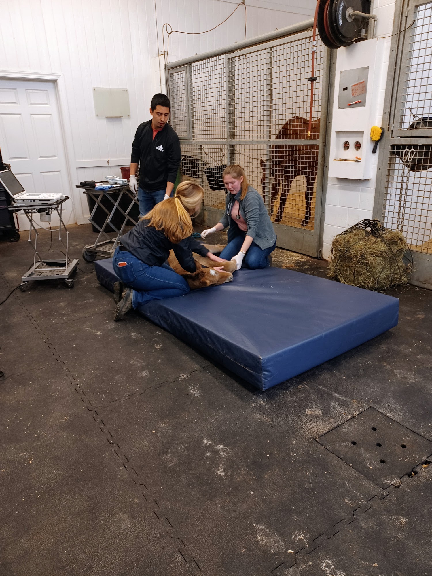 Performance Equine Vets Aiken