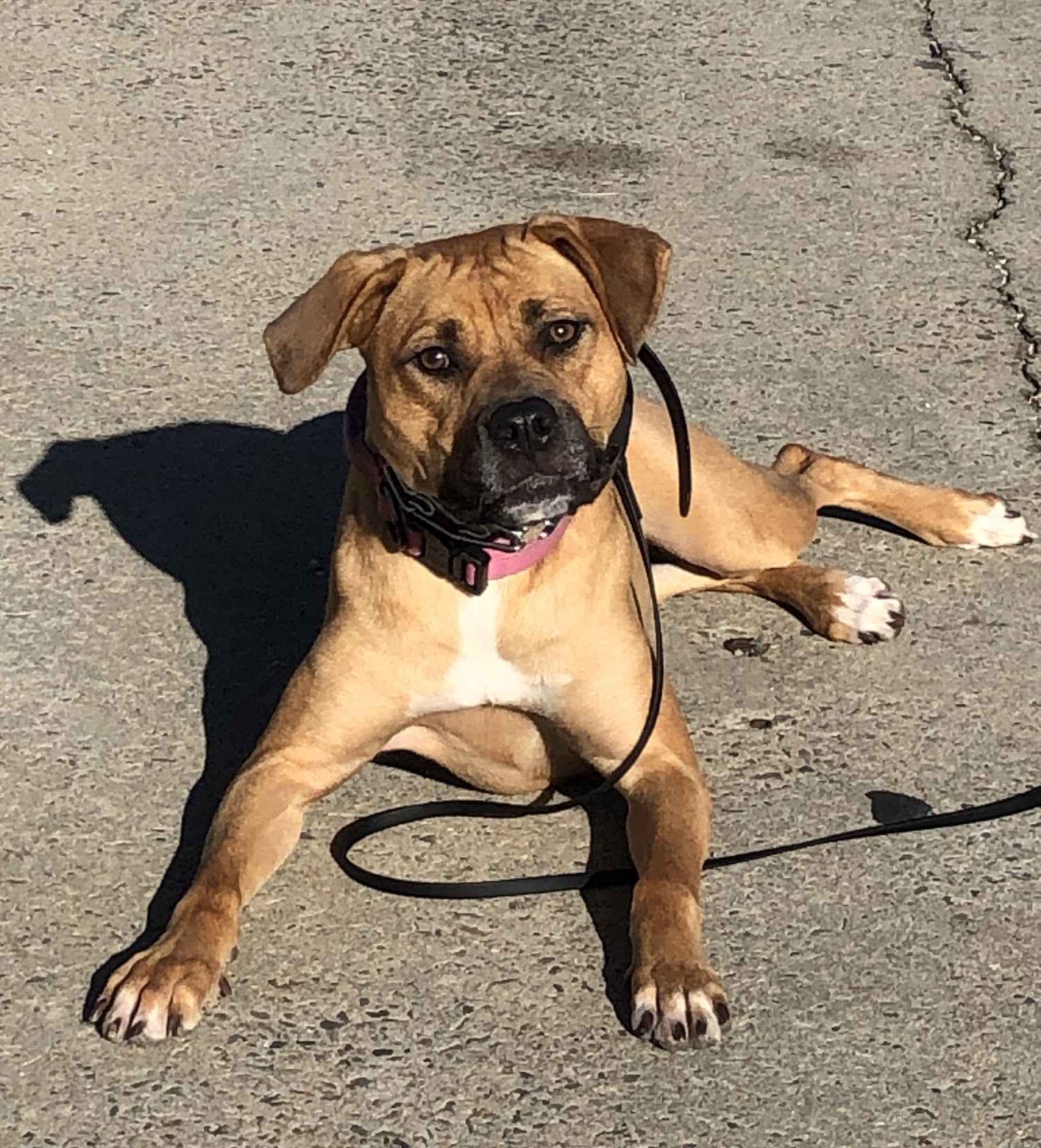 Don't take your dog for granted Aiken