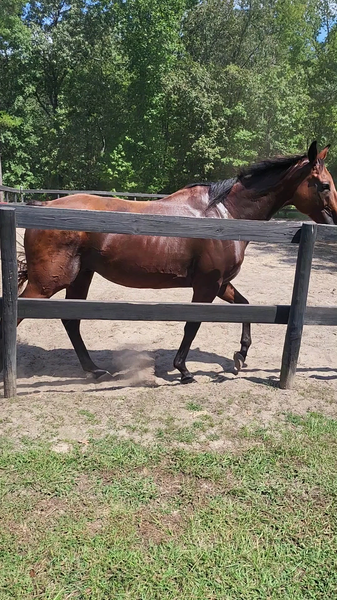 Yorkshire's Yorkie's Aiken