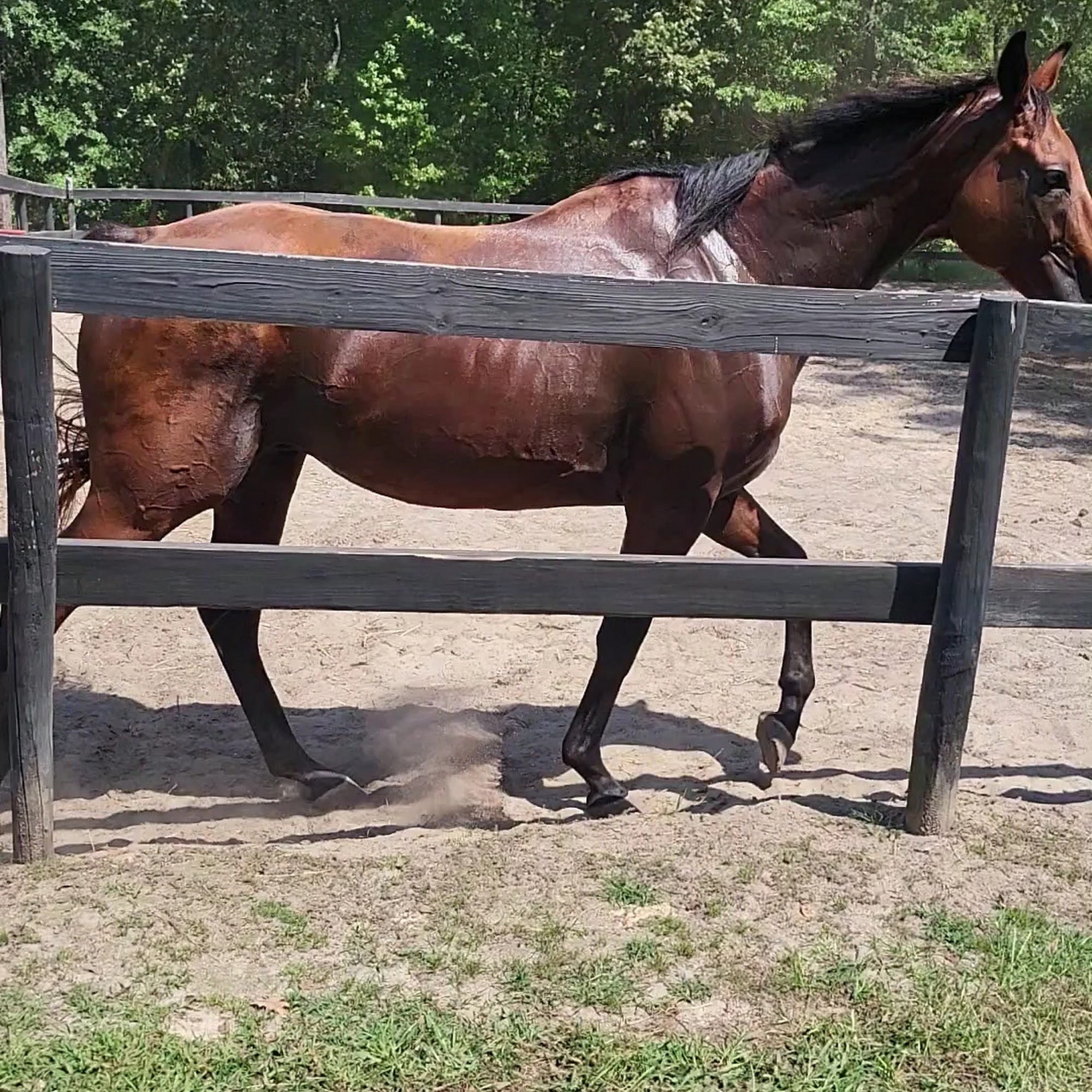 Yorkshire's Yorkie's Aiken