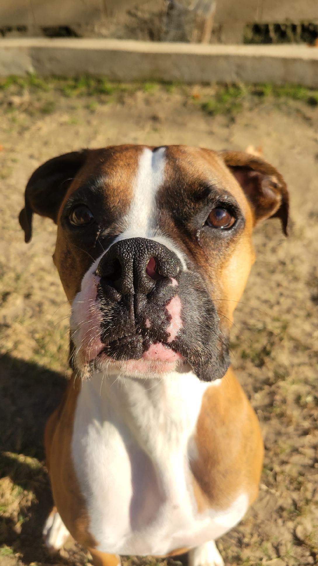 Wyatt's Bed & Biscuit Aiken