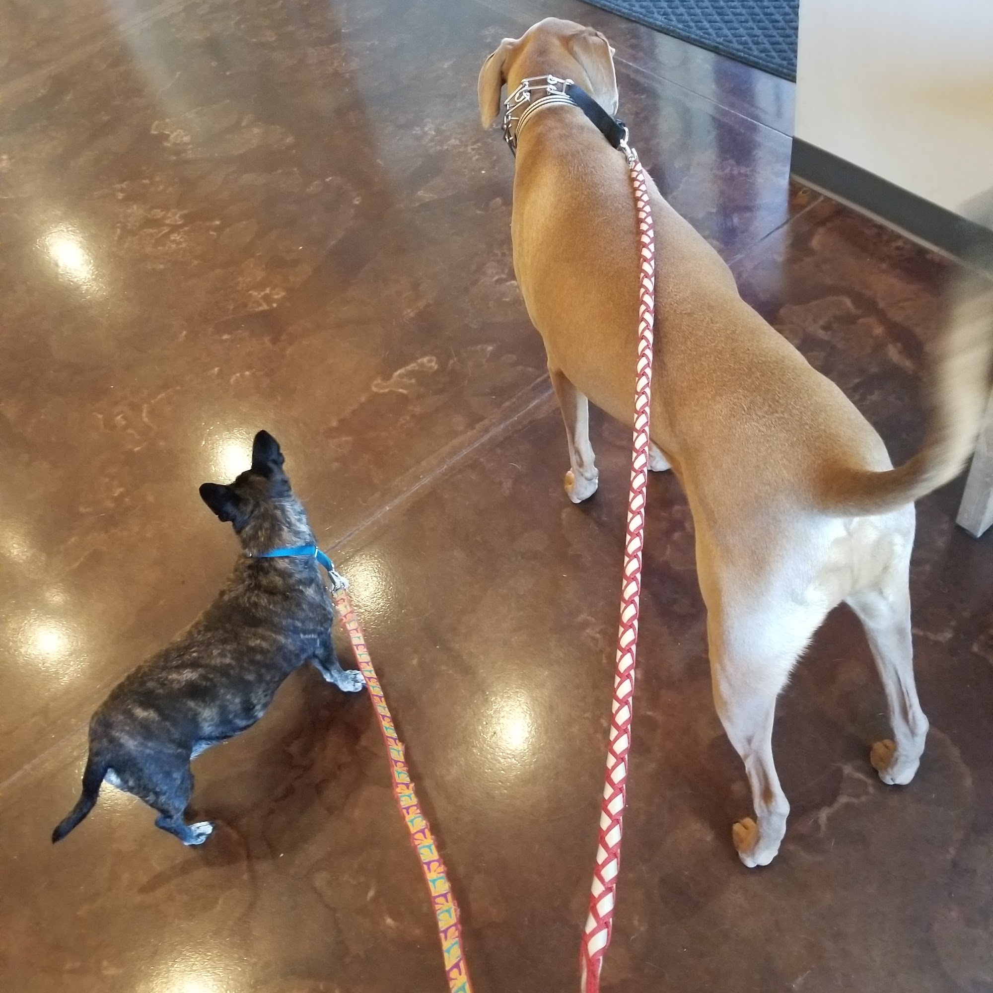 The Animal Hospital At Liberty Hwy Anderson