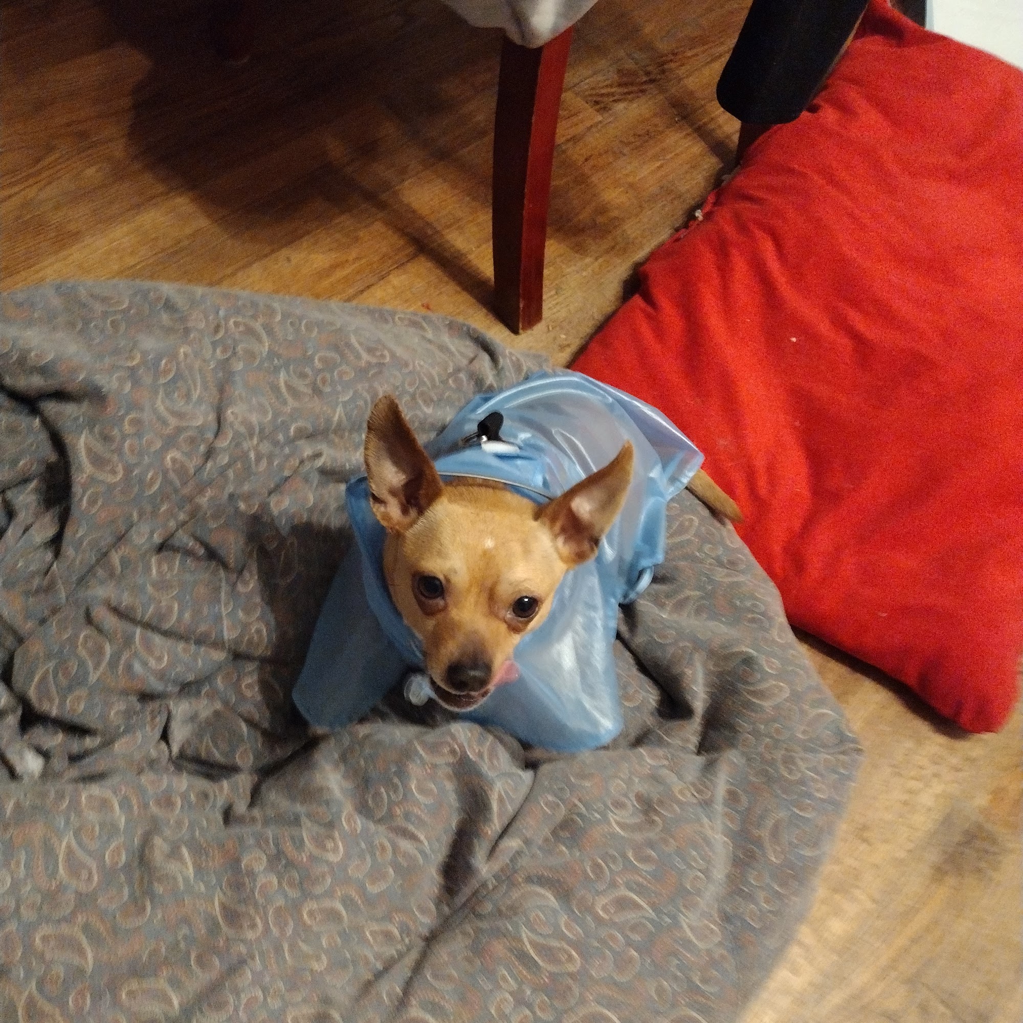 Southeastern Pet Vacc Anderson