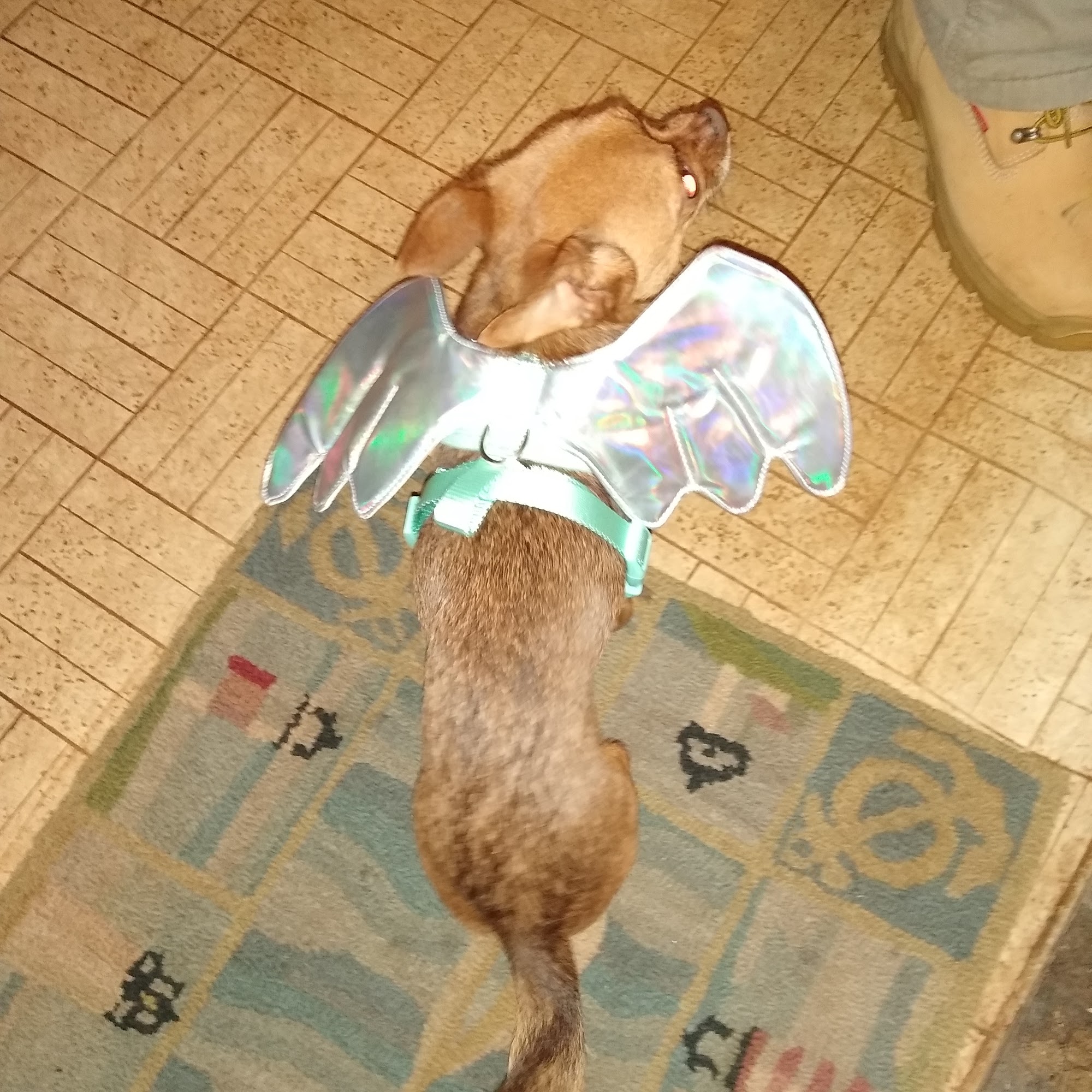 Herron Walter K DVM Anderson