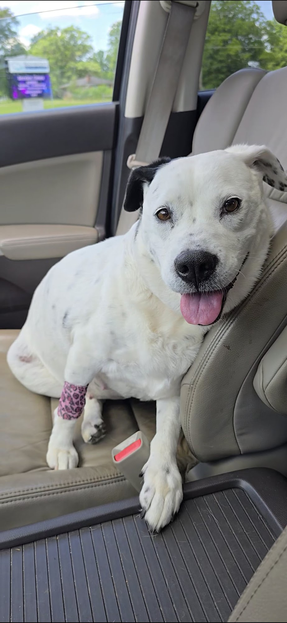 Magnolia Veterinary Hospital Anderson