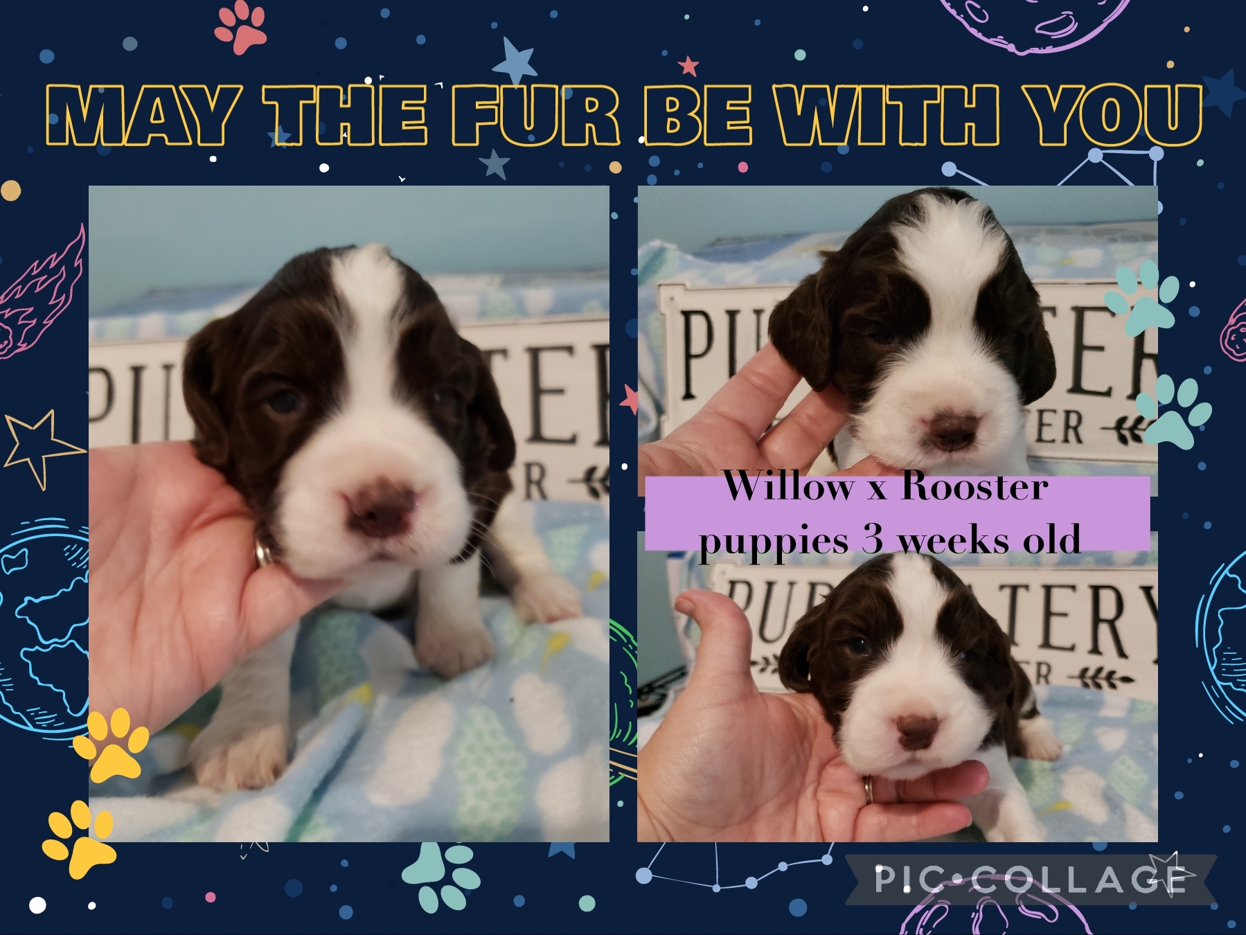 Hembree Creek English Springer Spaniels Anderson