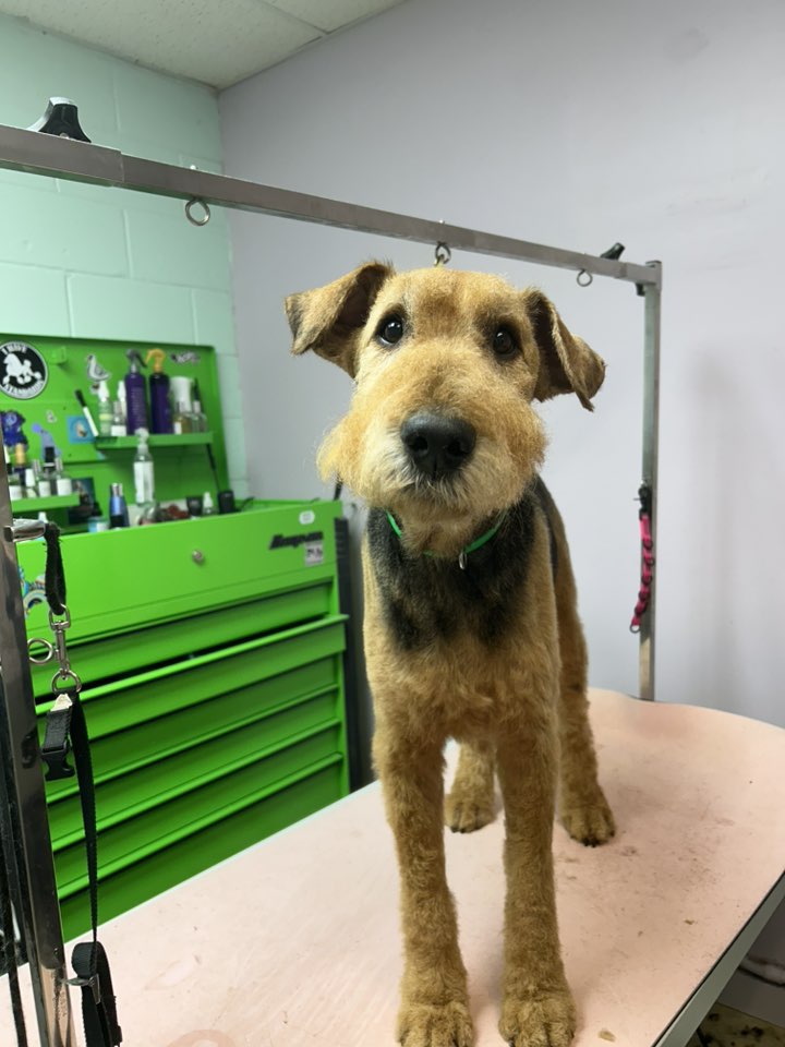 Ooh La La Doggie Spa Anderson