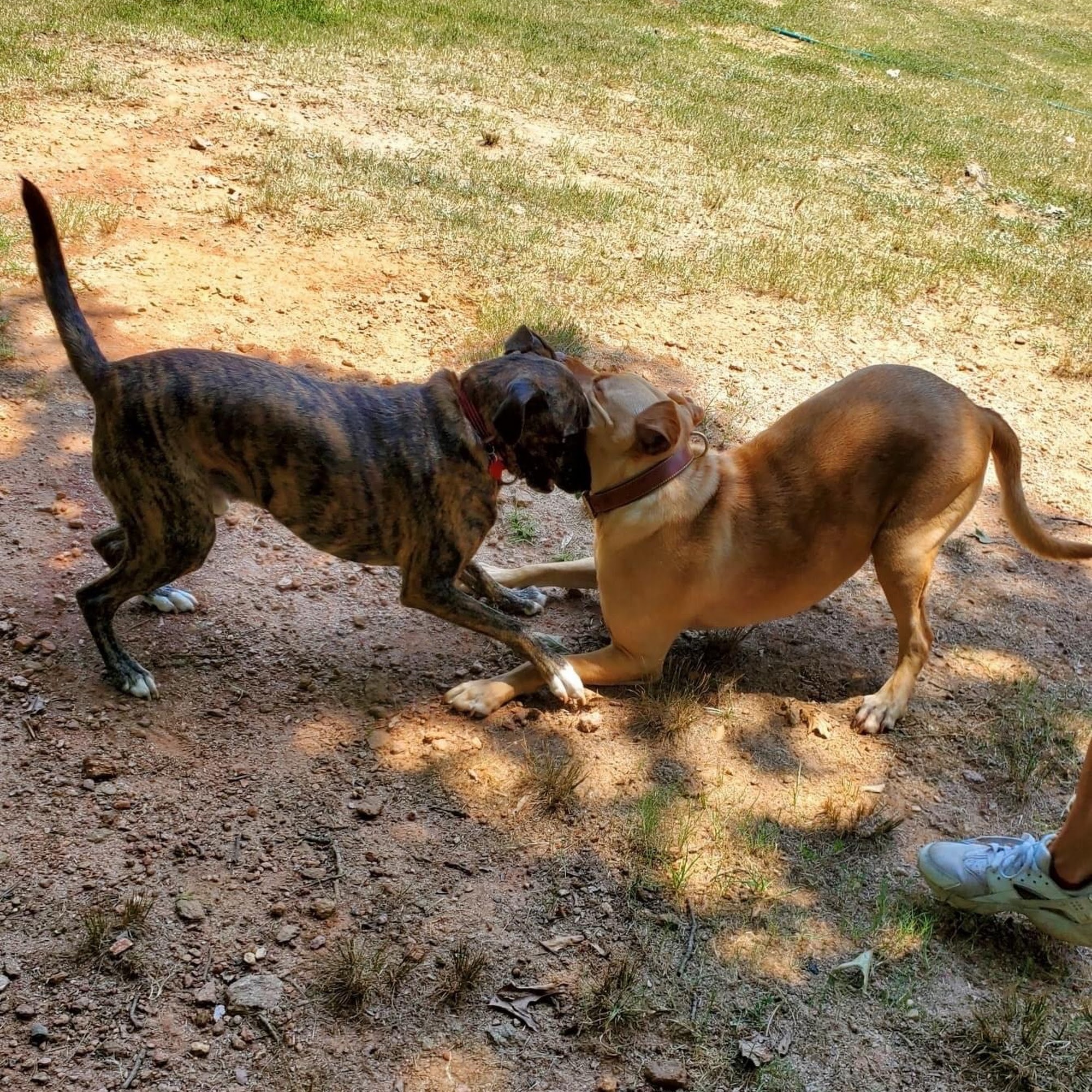 Snuggle Inn Doggie Resort Anderson