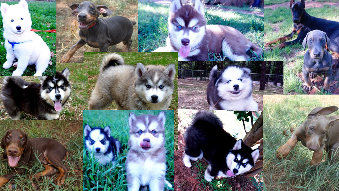 Husky Palace Anderson