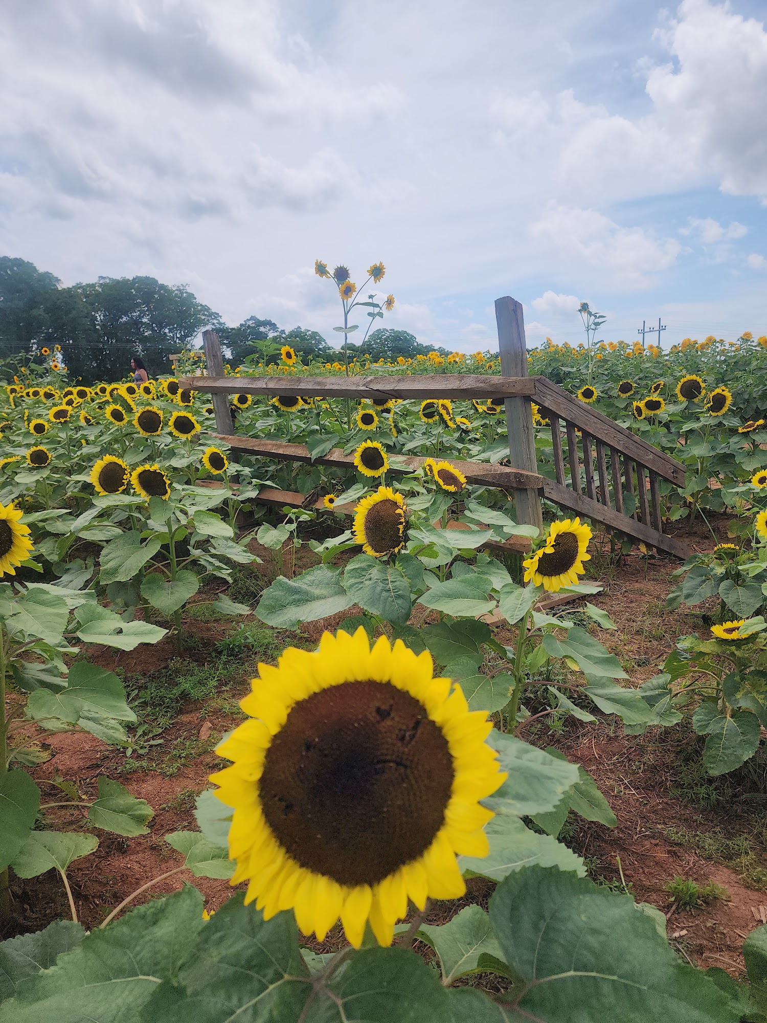 Denver Downs Farmstead Anderson