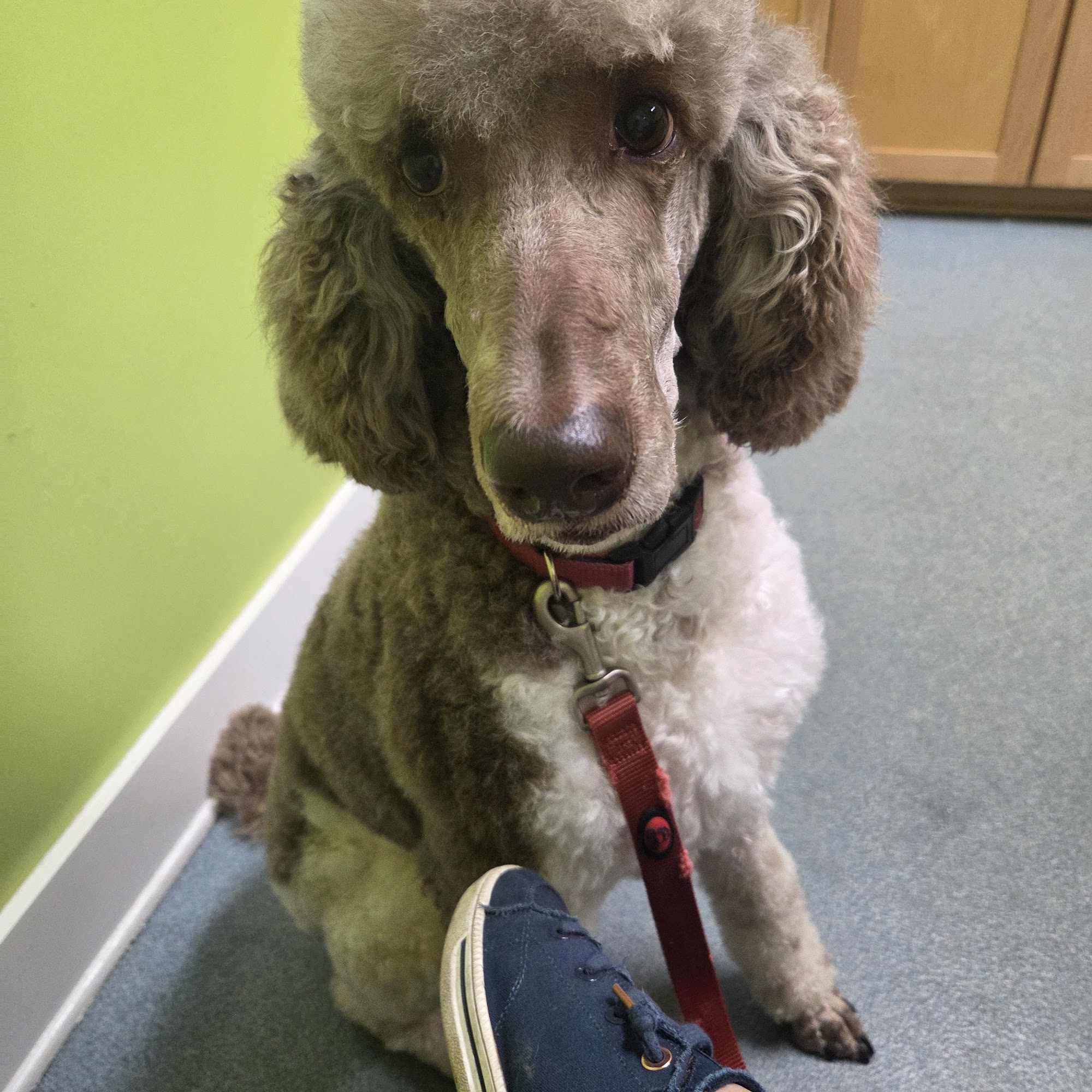 Dogwood Animal Hospital Barnwell