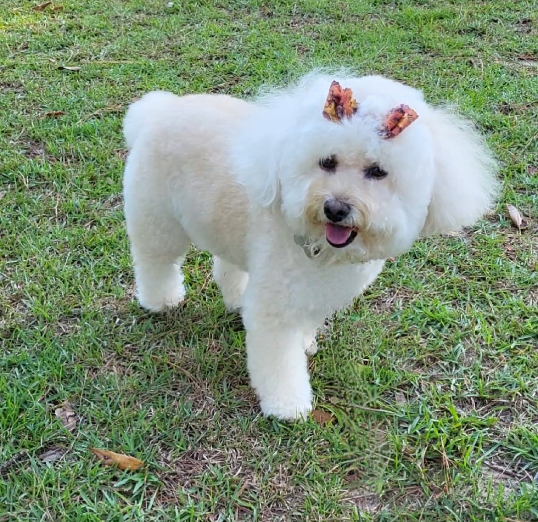 Dogwood Animal Hospital Barnwell