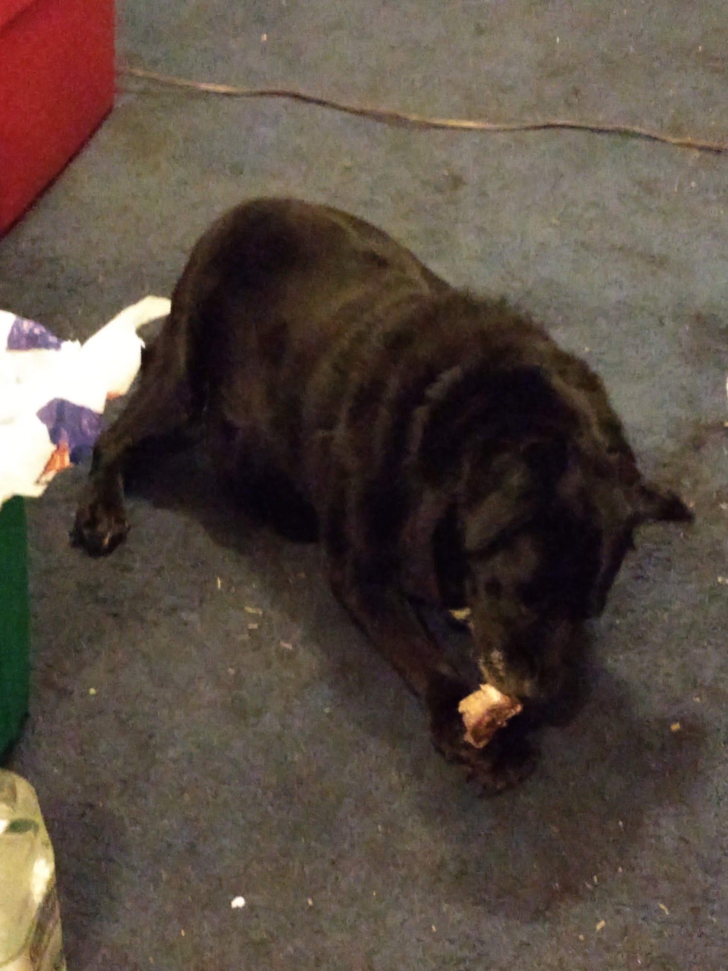 Barnwell Veterinary Clinic Barnwell