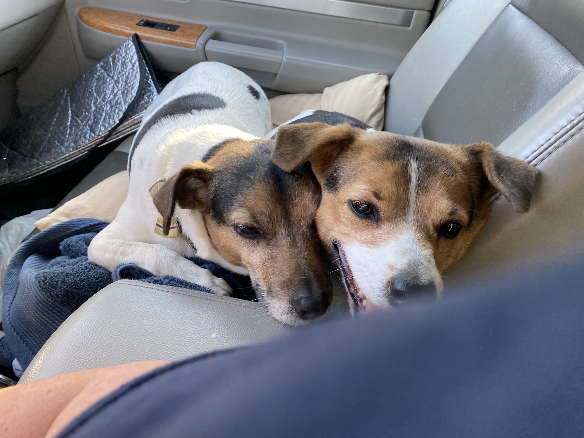Sea Island Animal Hospital Beaufort
