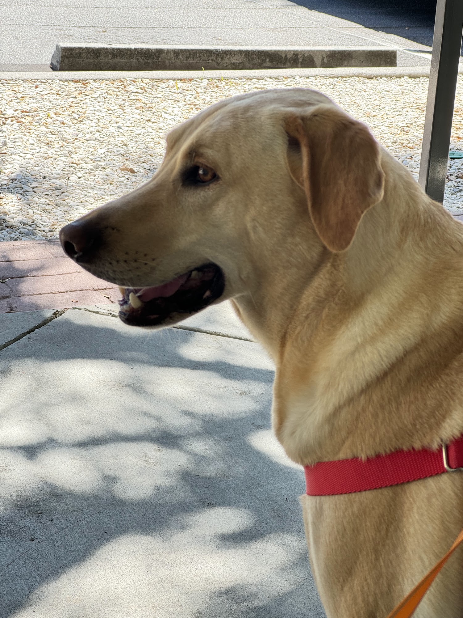 Affordable Pet Day Clinic Beaufort