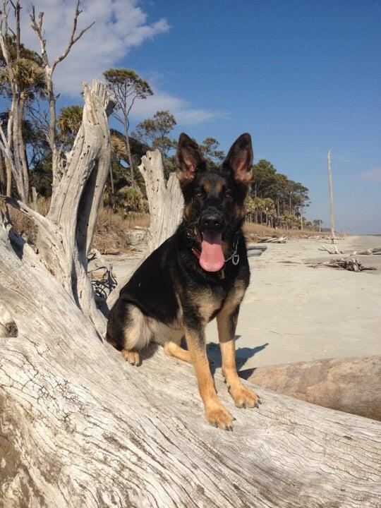 Beaufort Dog Beaufort