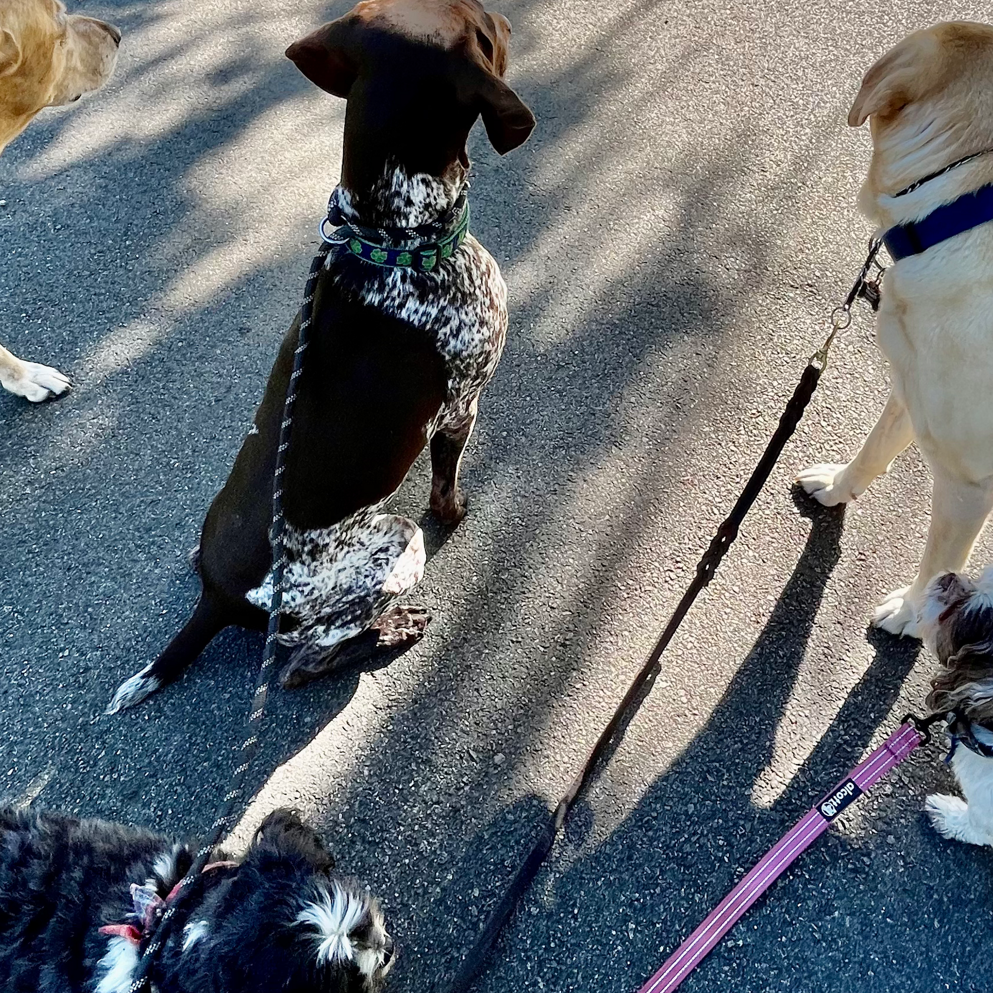 Furbulas Dogs Beaufort