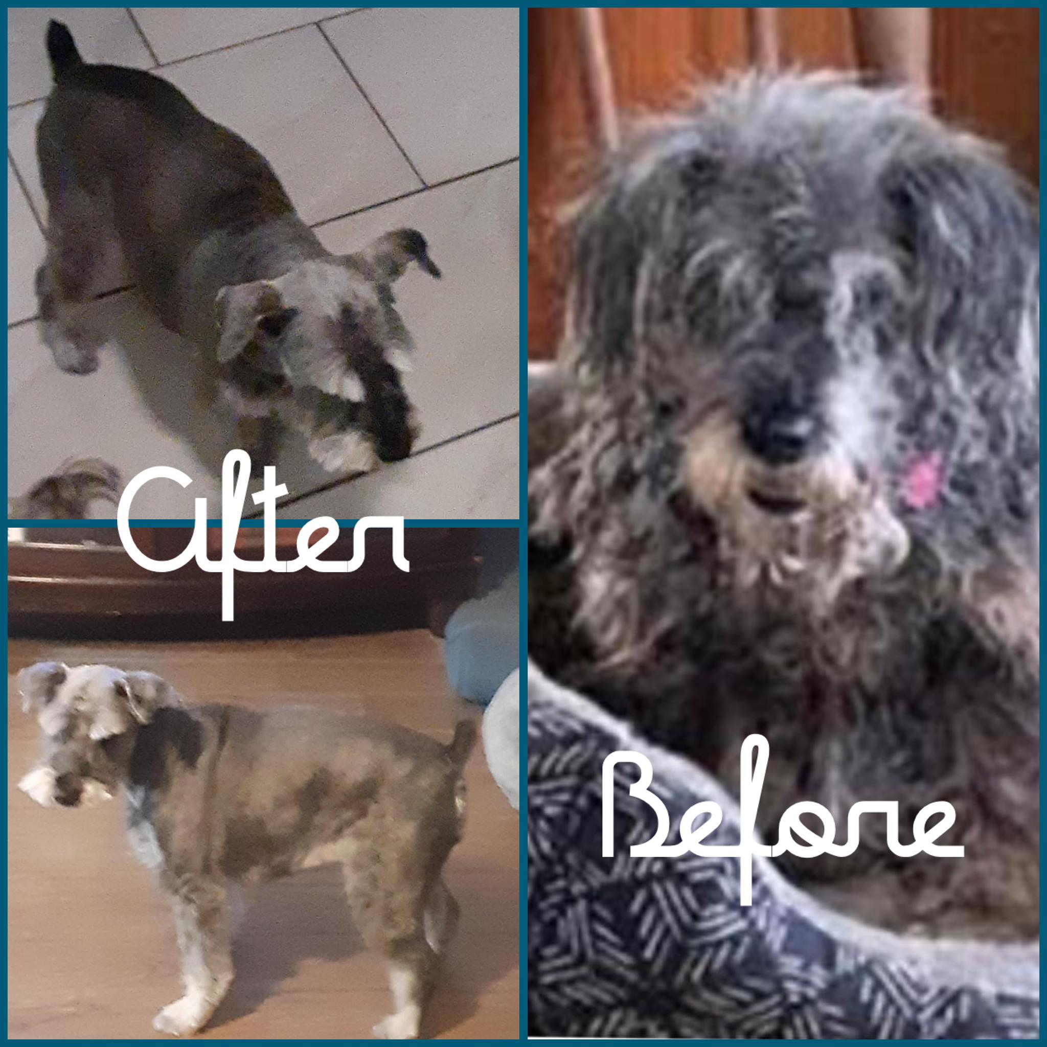 The Pet Bowtique Beaufort