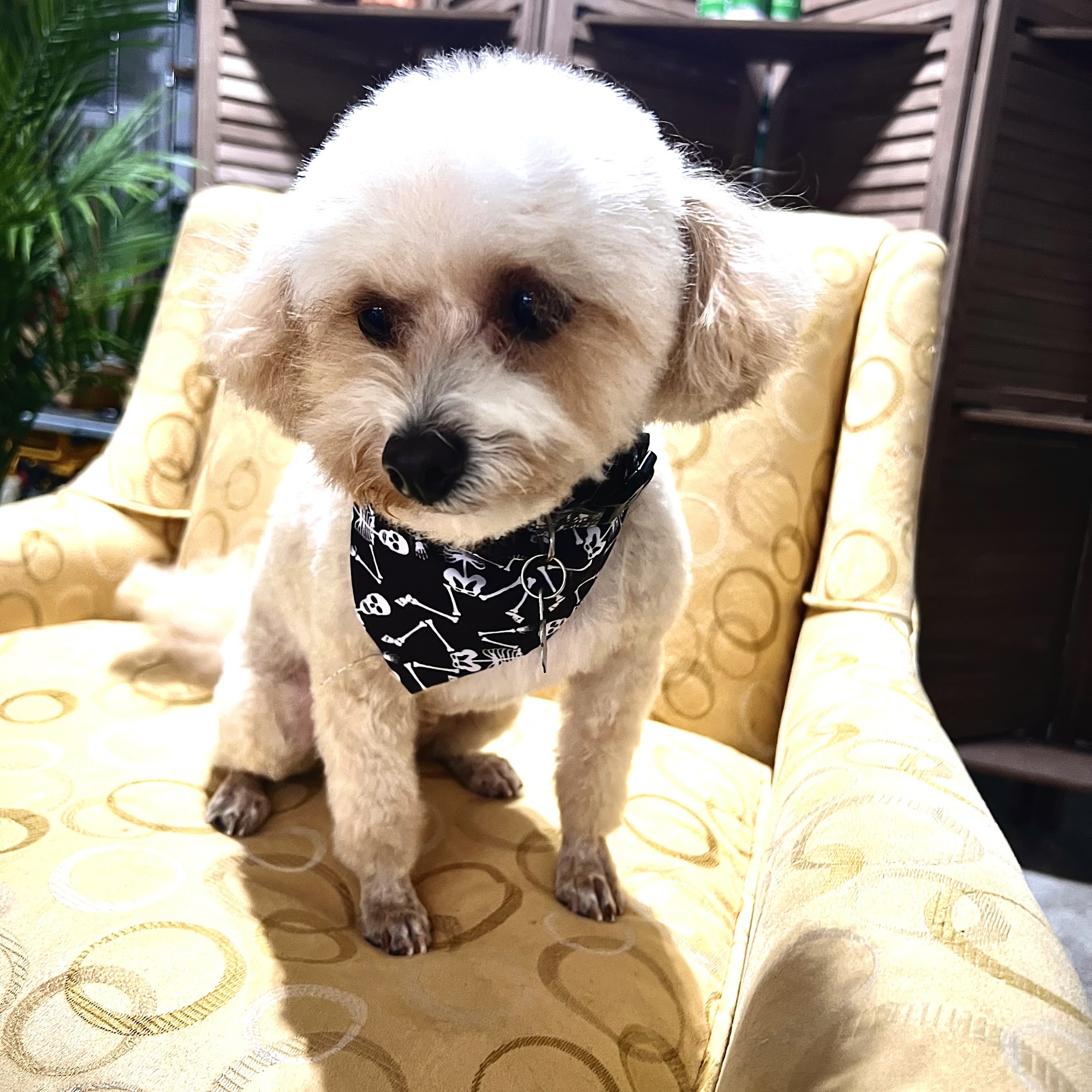 The Pet Bowtique Beaufort