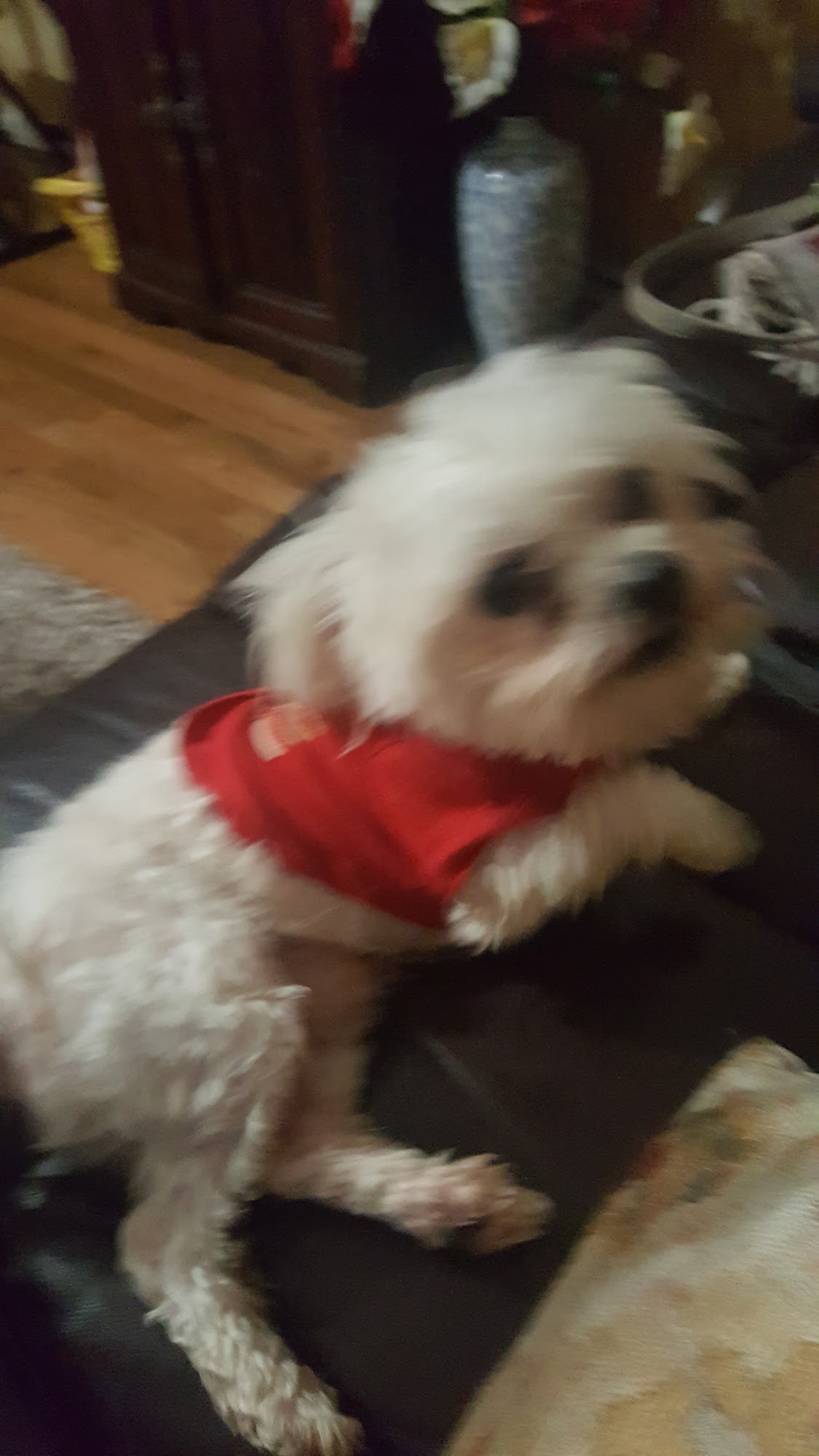 J & K Grooming Services Belton