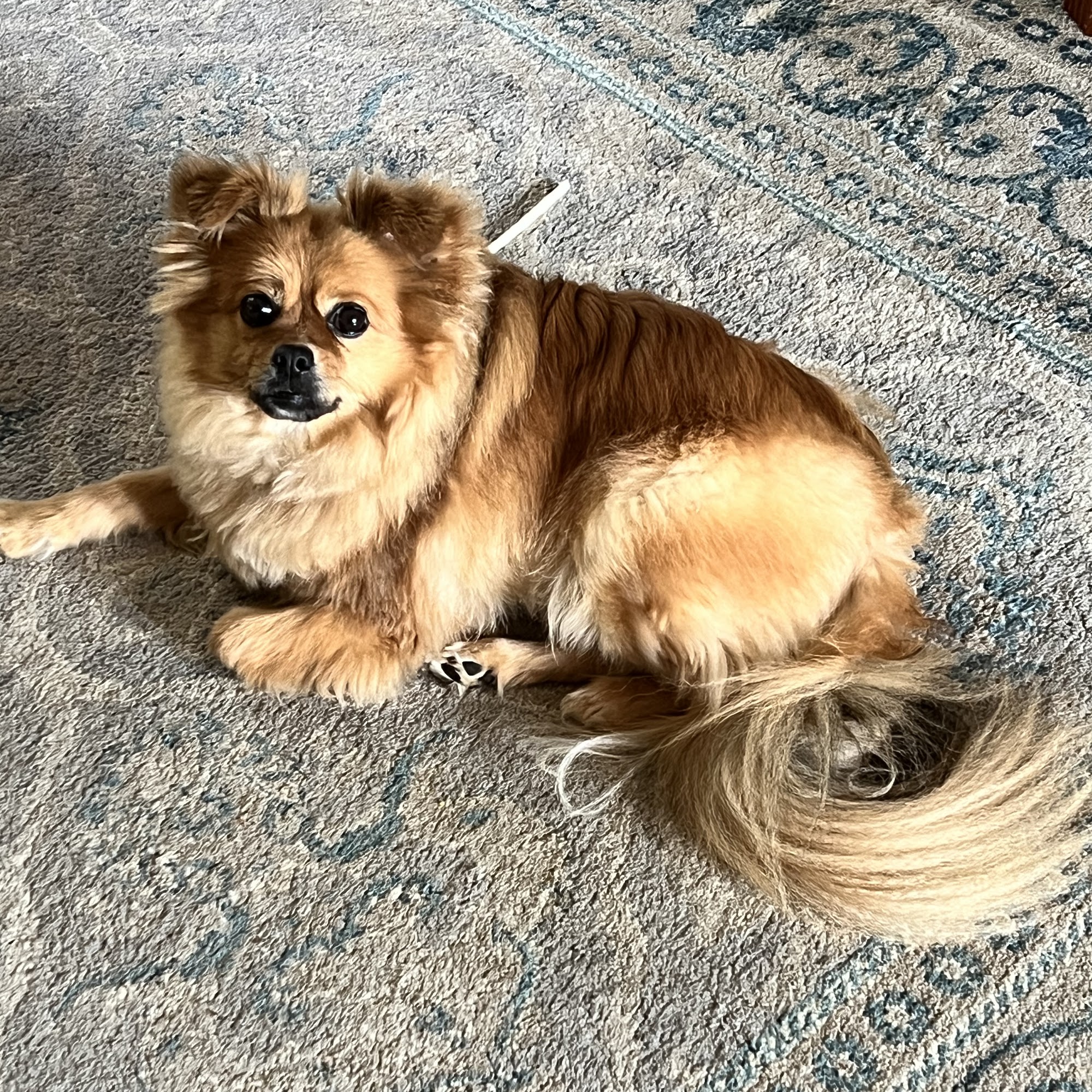 J & K Grooming Services Belton