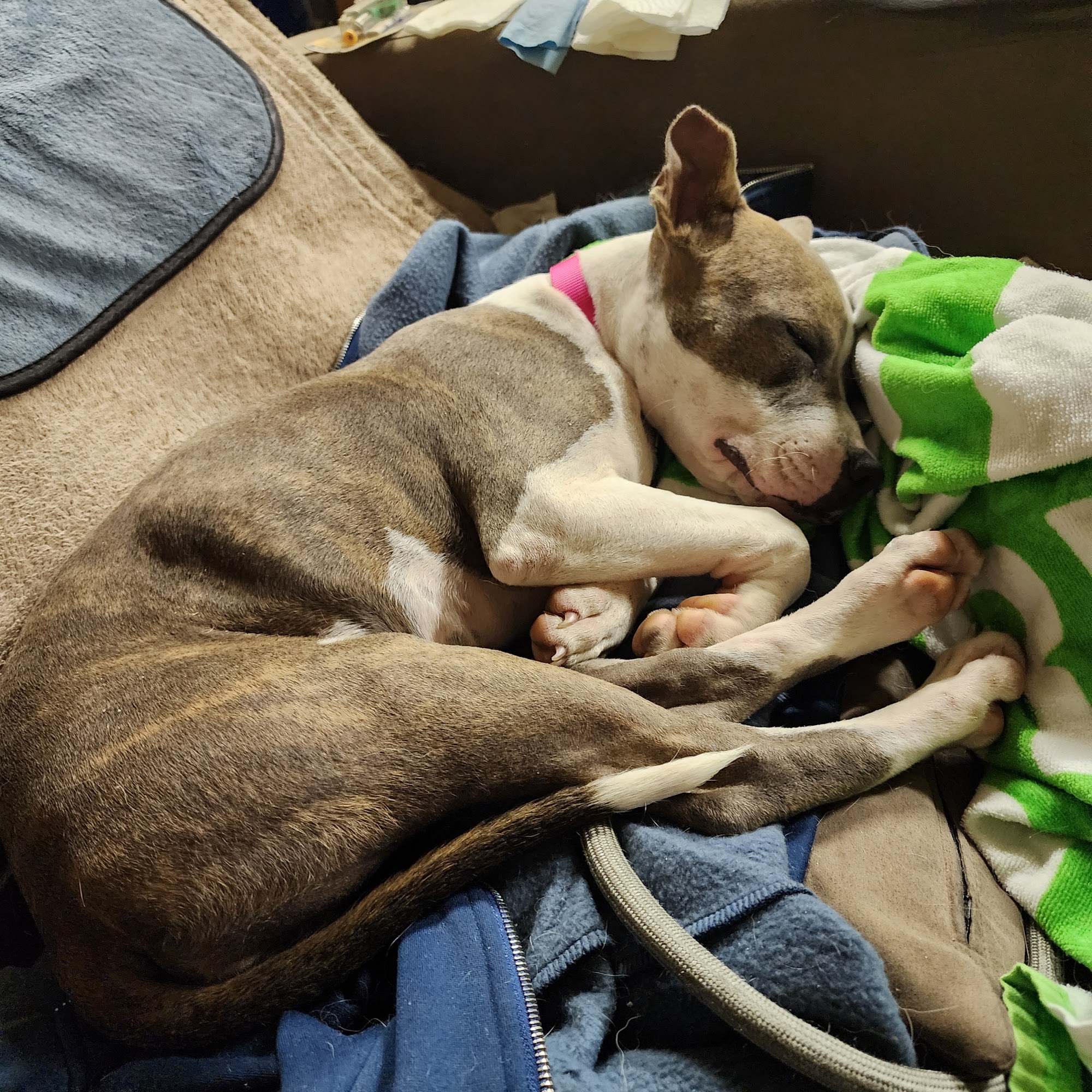 Bishopville Animal Clinic Bishopville