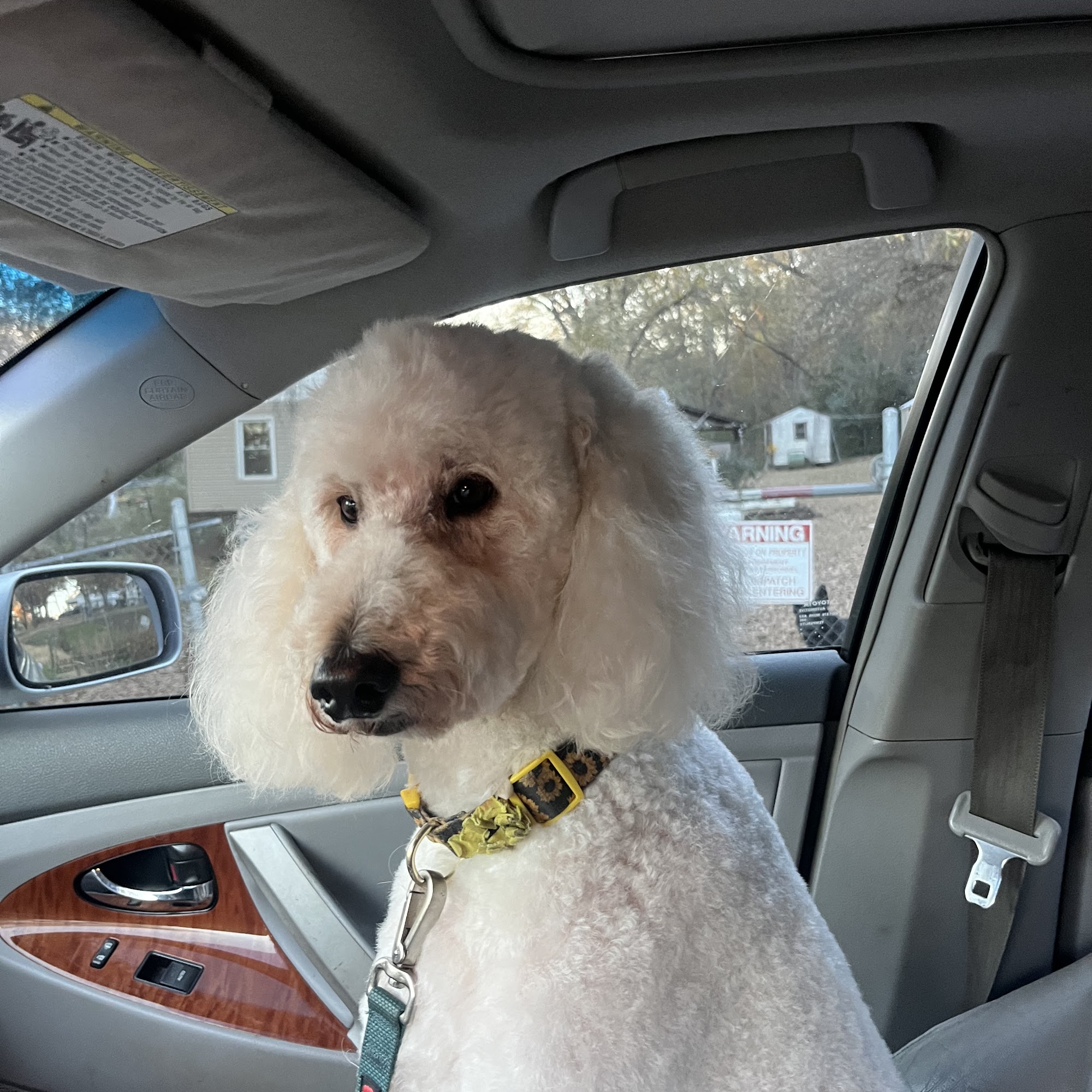 The Dog Shop Blacksburg