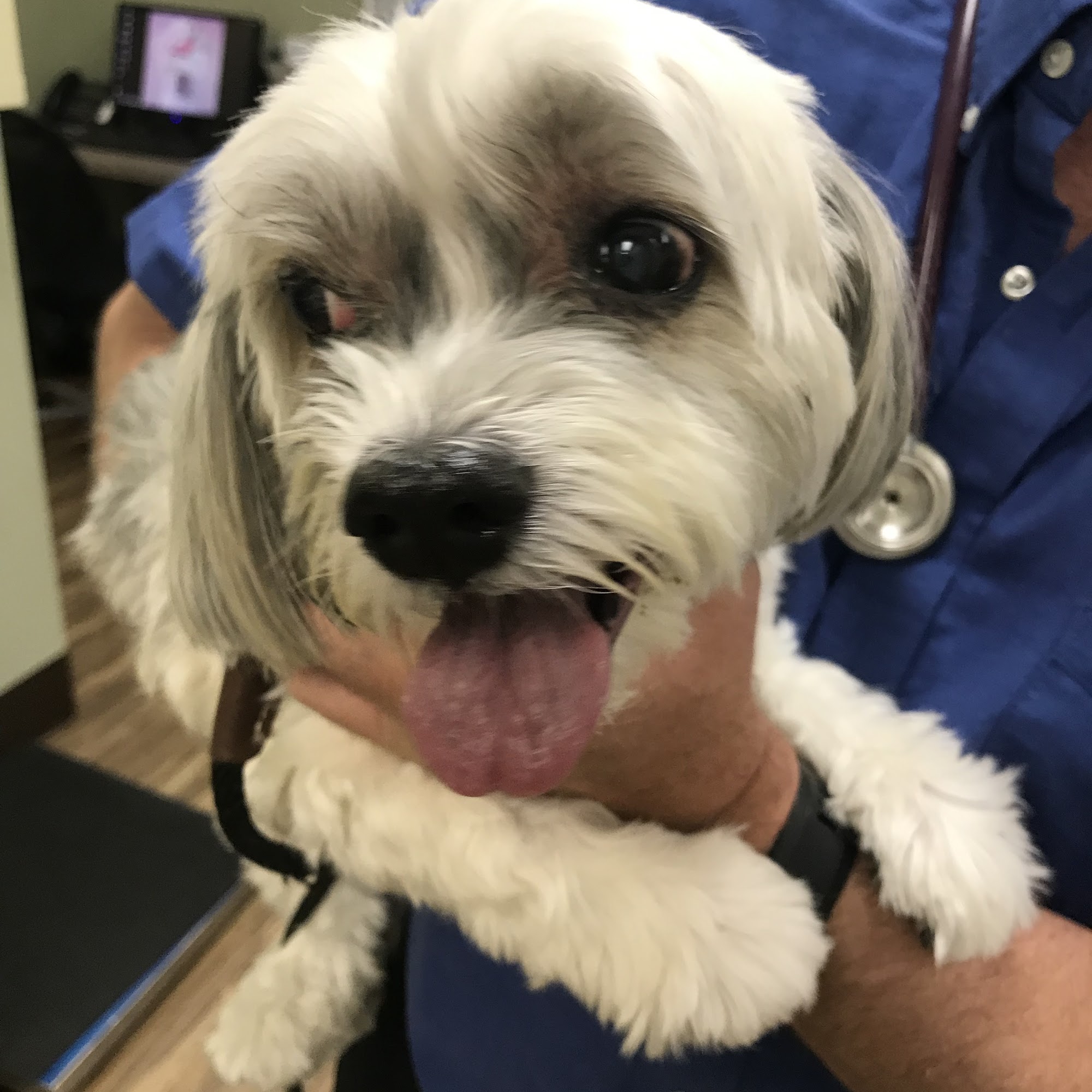 Buckwalter Veterinary Clinic Bluffton