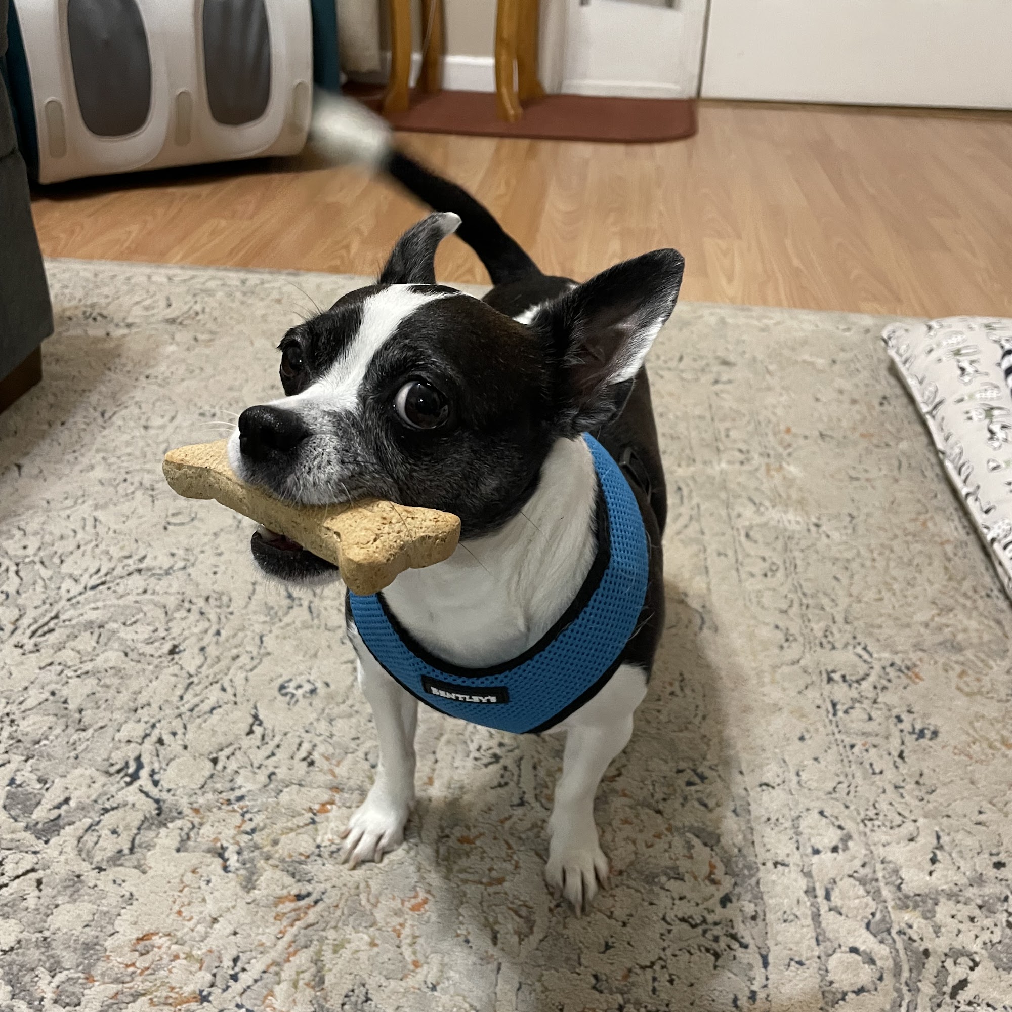 Coastal Veterinary Clinic Bluffton