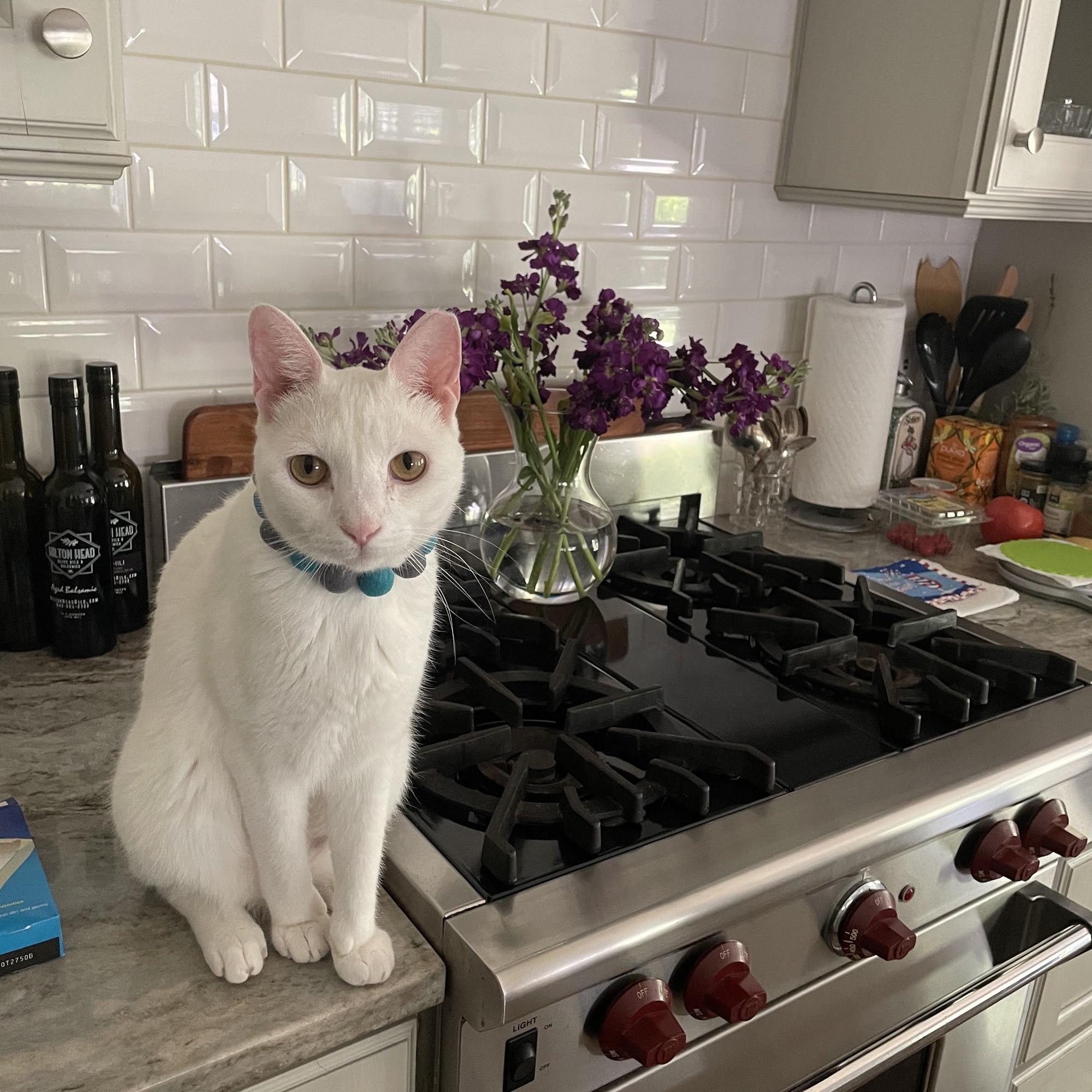 Parker Ben DVM Bluffton