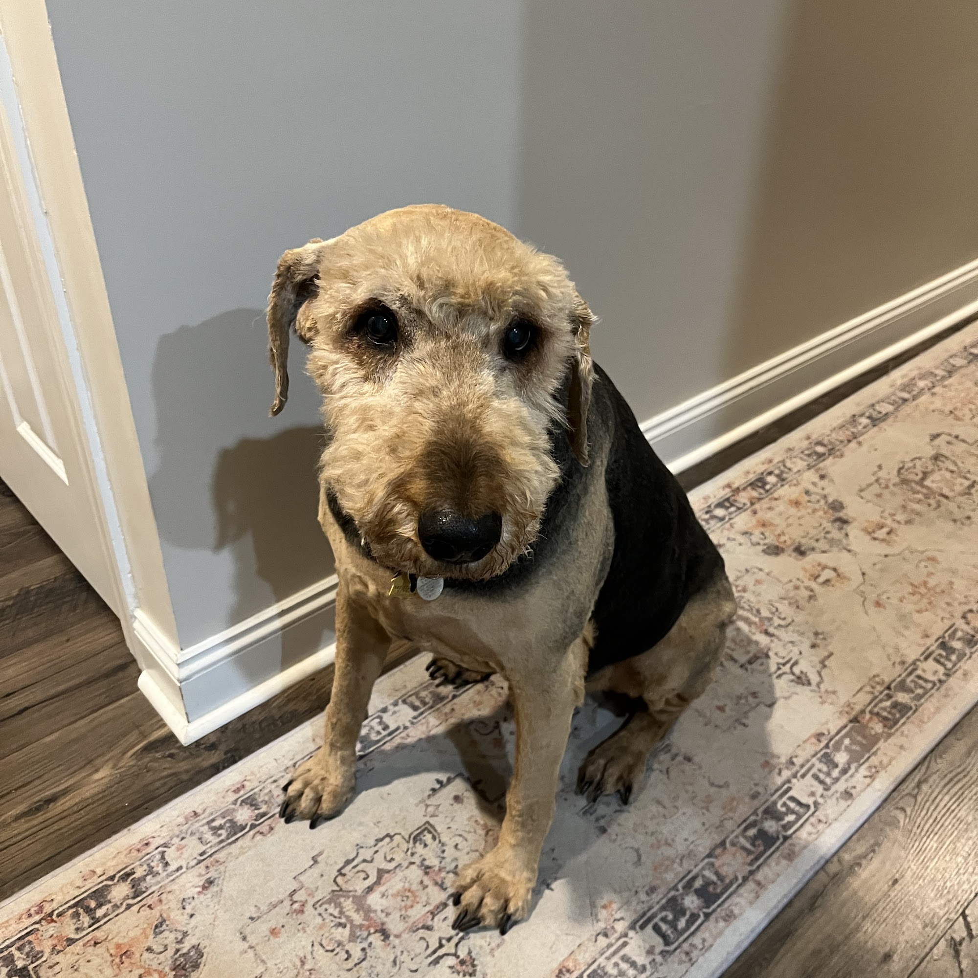 The Bark Shack Bluffton