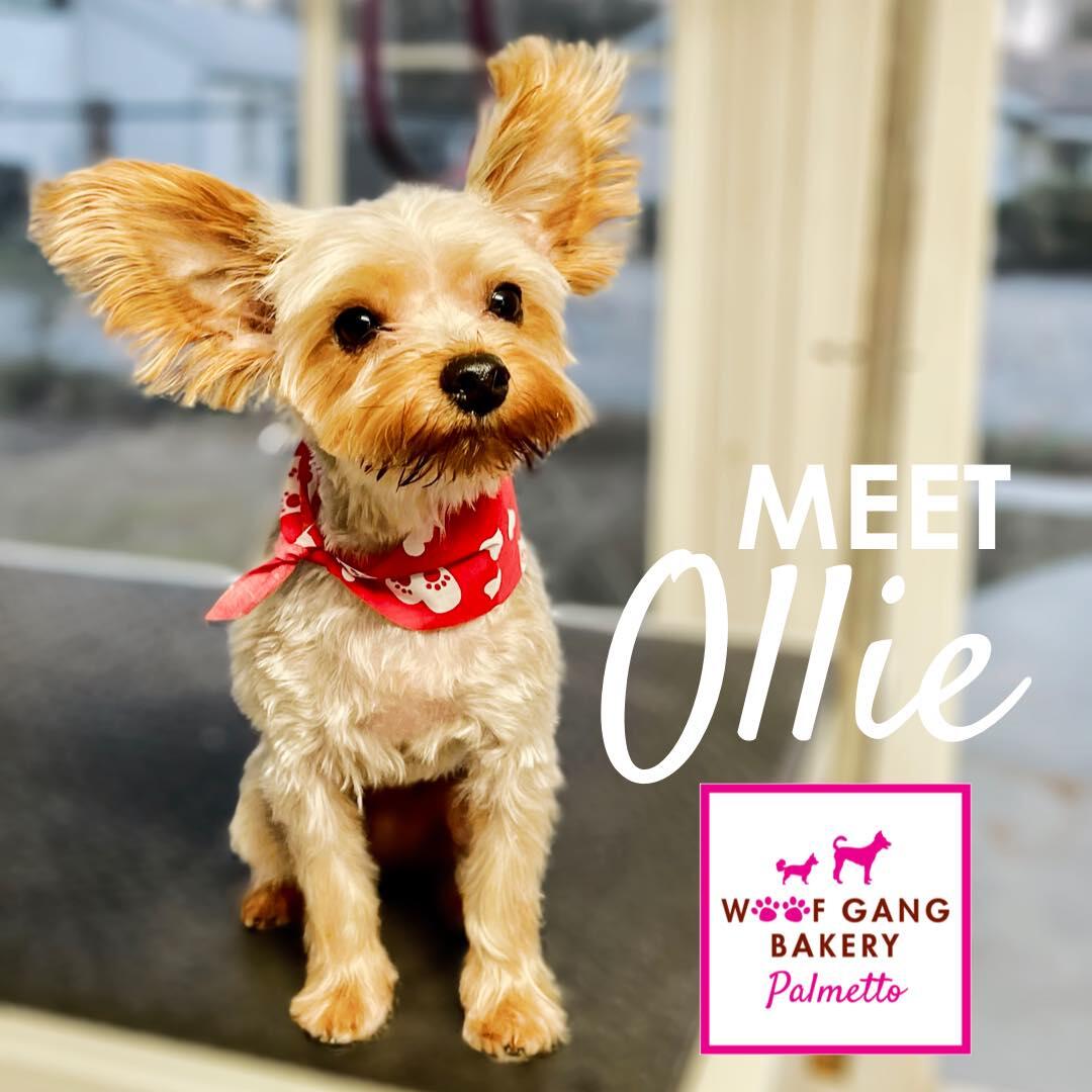 Woof Gang Bakery & Grooming Bluffton Bluffton