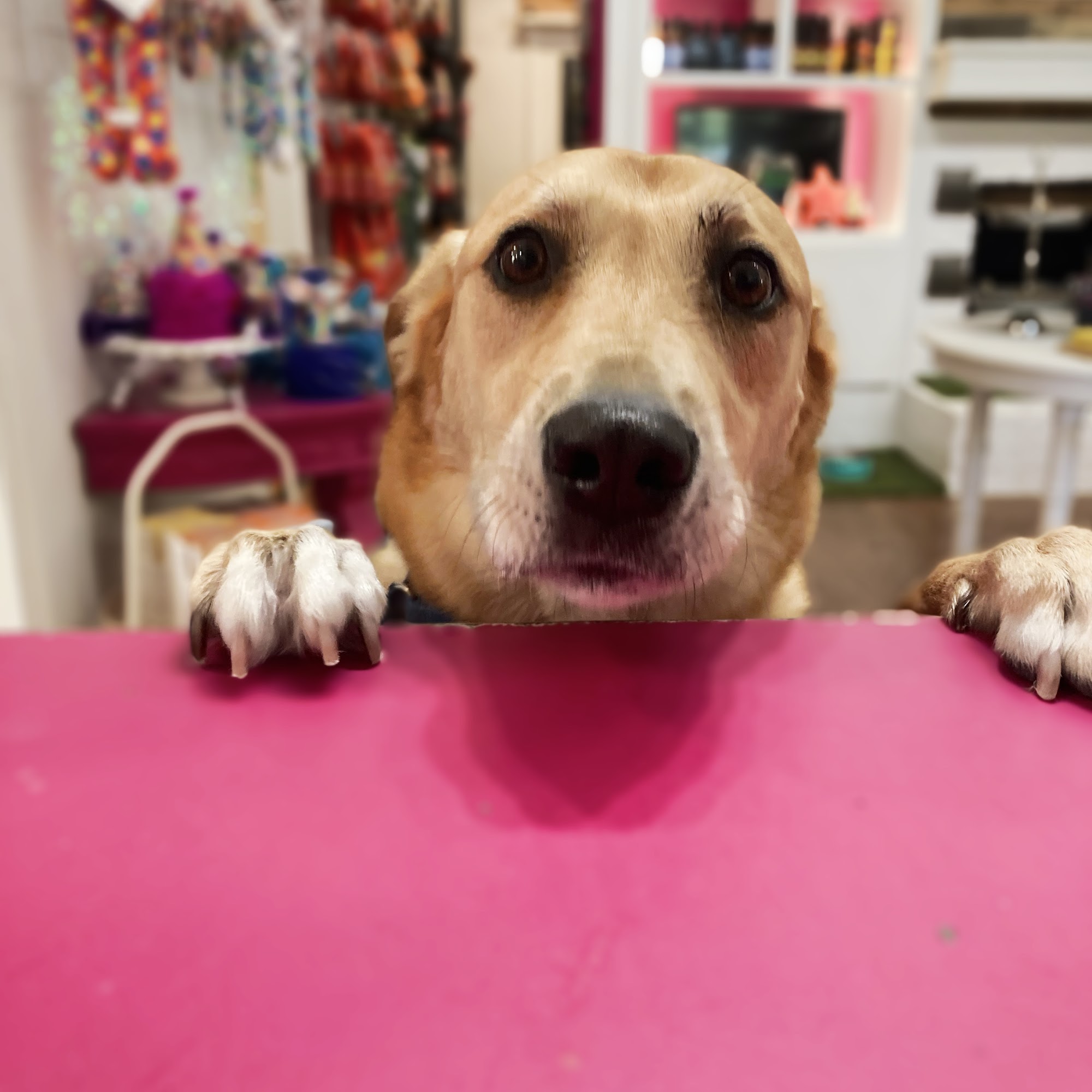 Woof Gang Bakery & Grooming Bluffton Bluffton