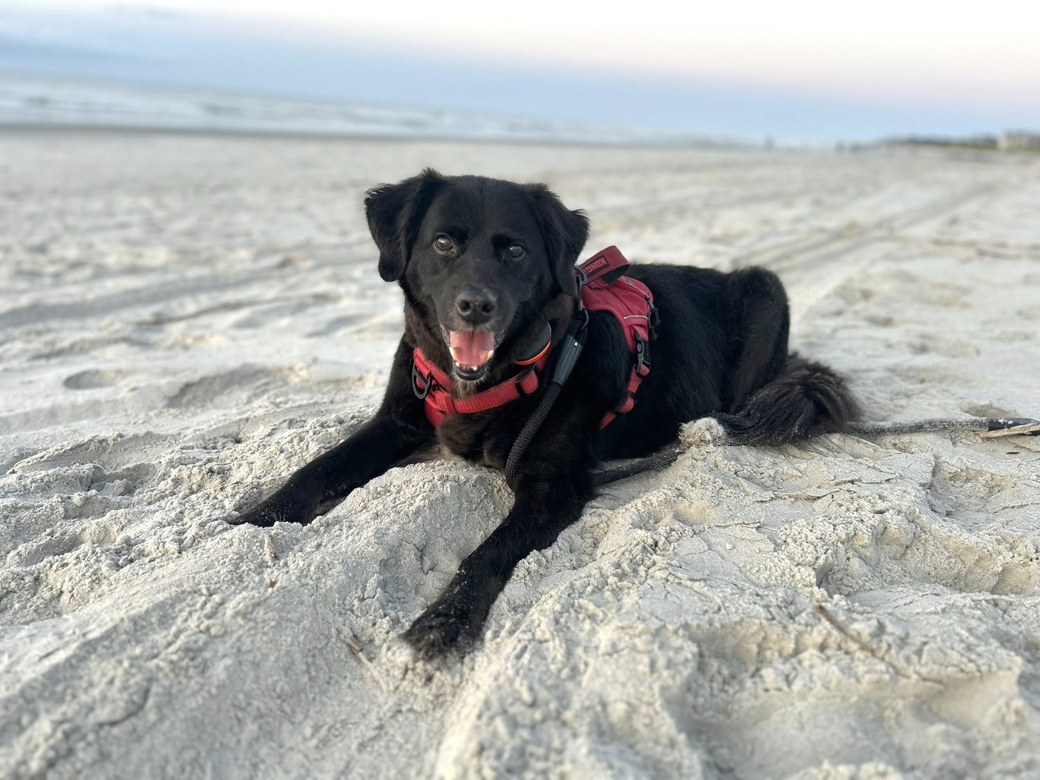 May River Pet Resort Bluffton