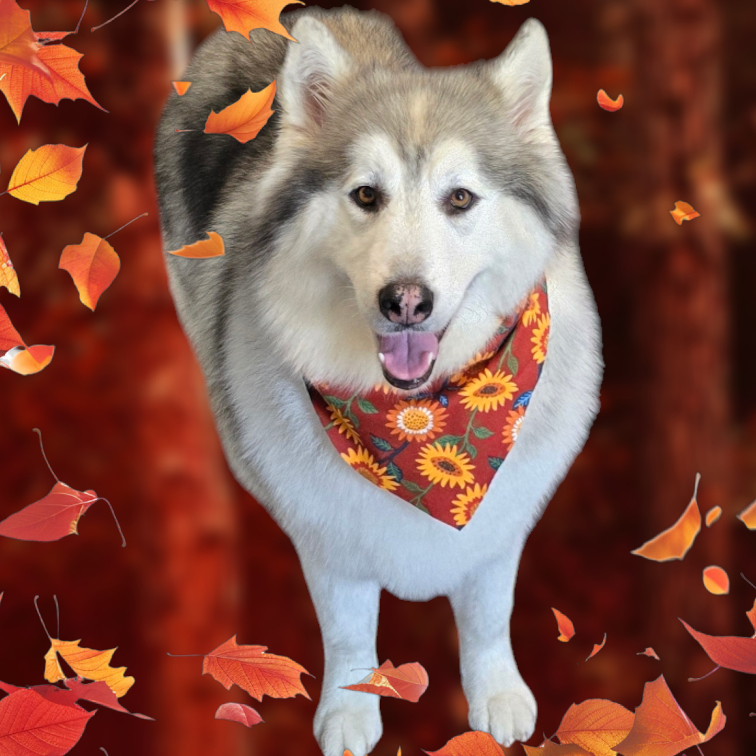 Bluffton Petcare Bluffton