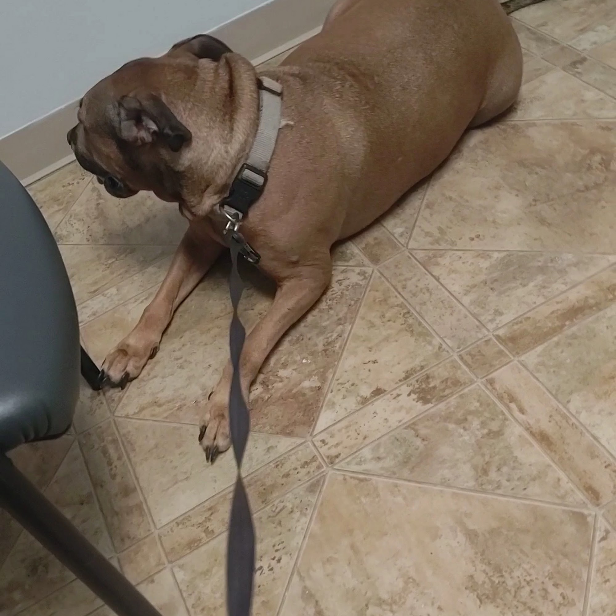 DOKO Animal Hospital Blythewood