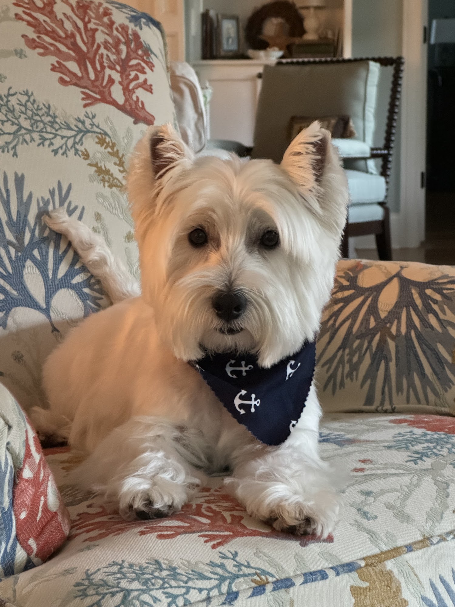 SPAWS Pet Grooming of Blythewood, SC Blythewood
