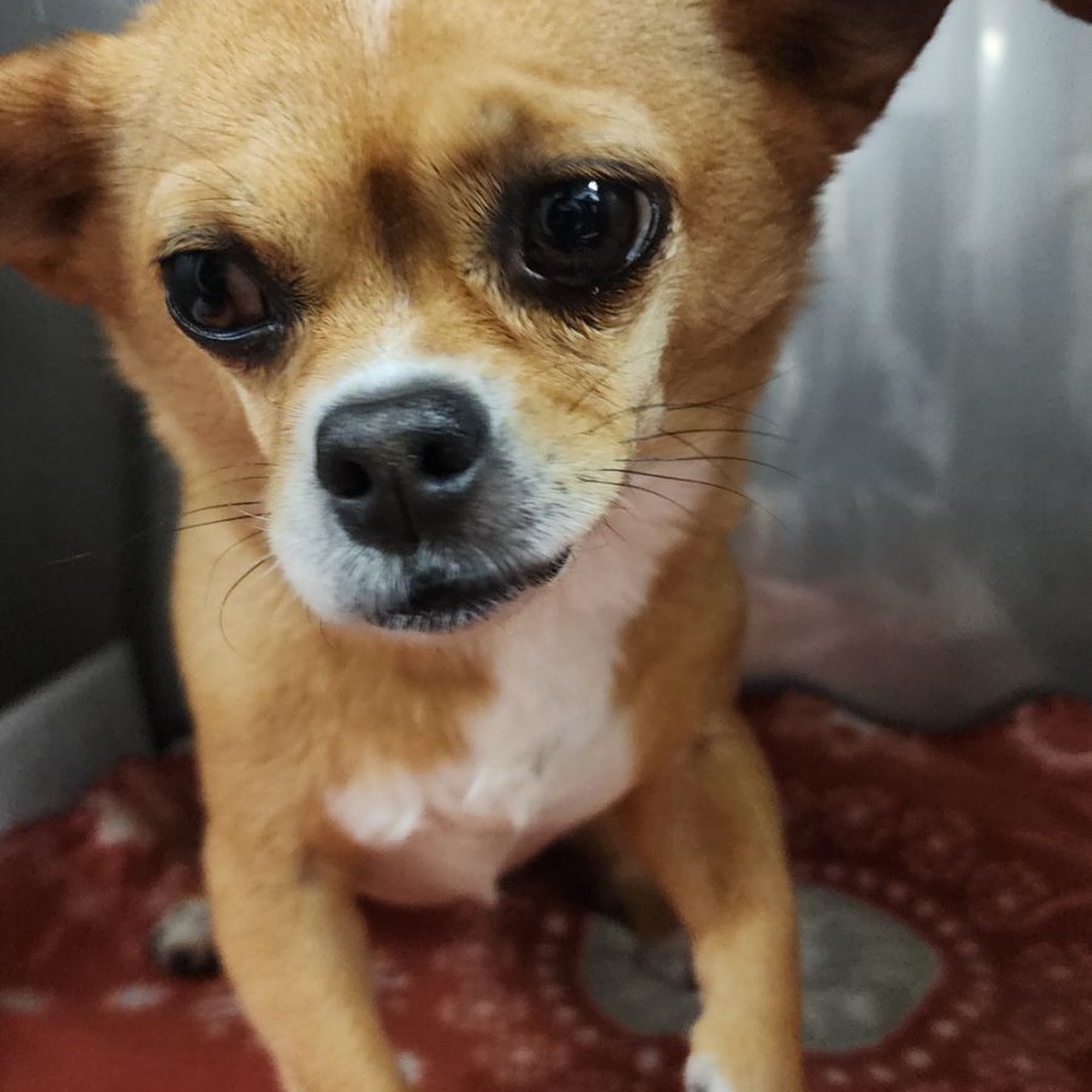 Ark Animal Hospital Boiling Springs