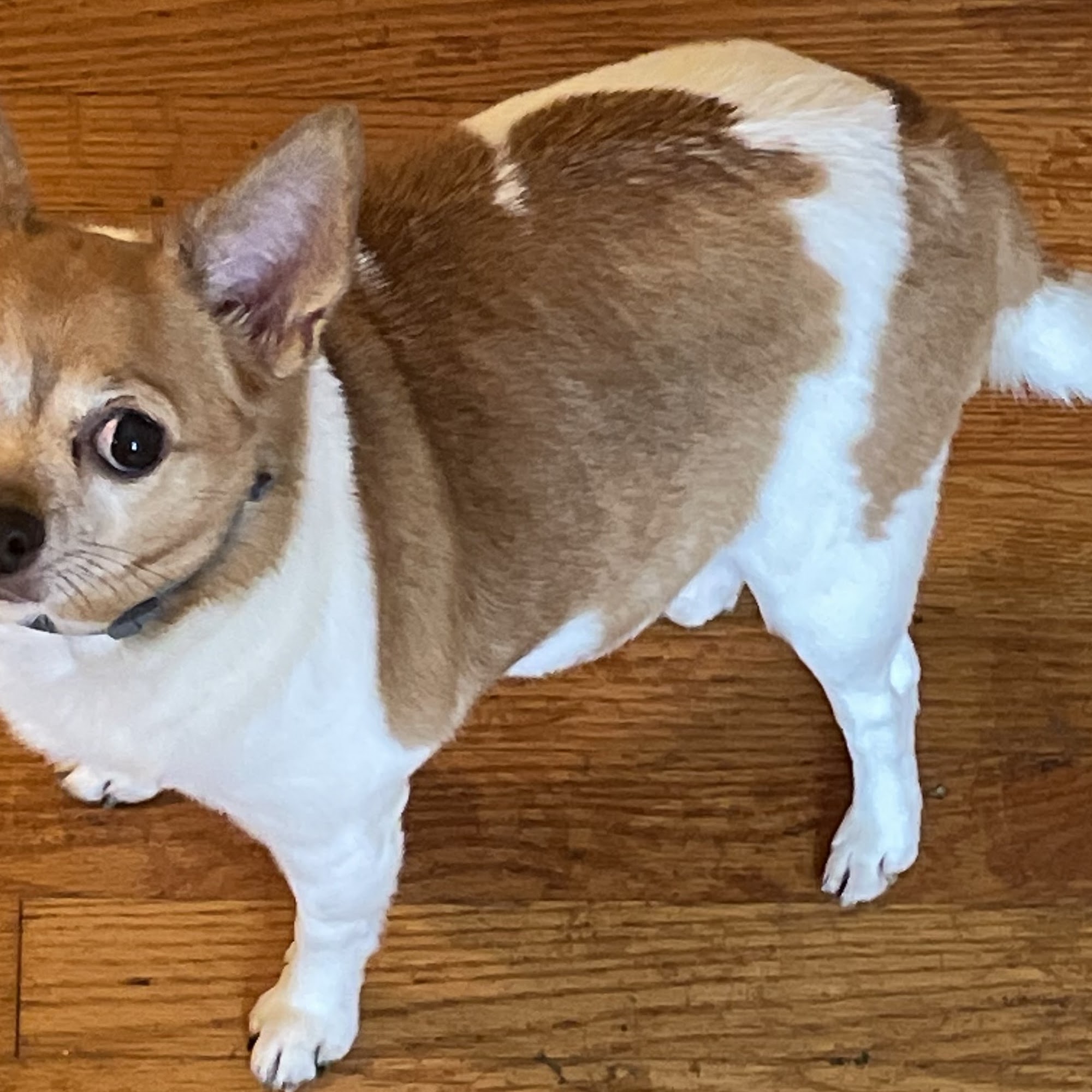 Comfort Clips Pet Spa Boiling Springs